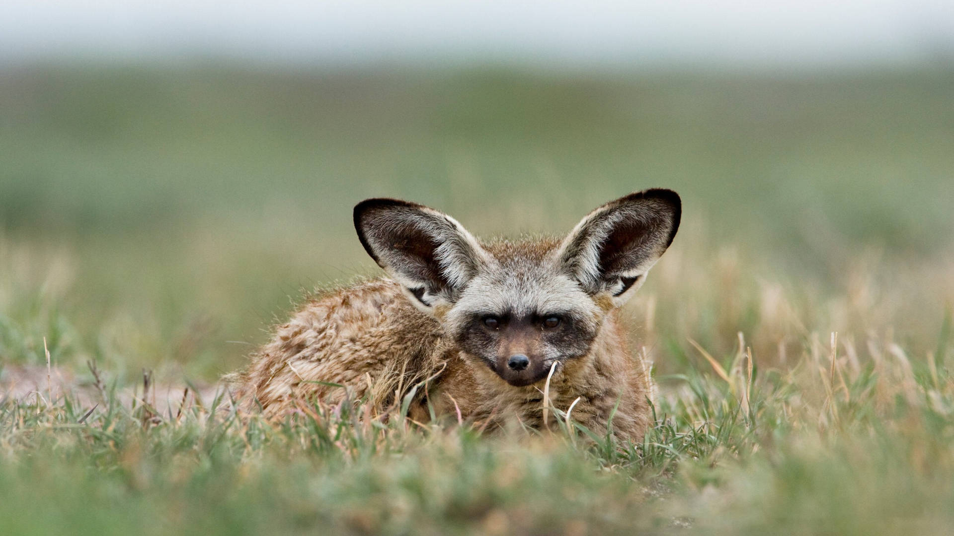 Botswanabat-eared Fox Hiding Can Be Translated To 