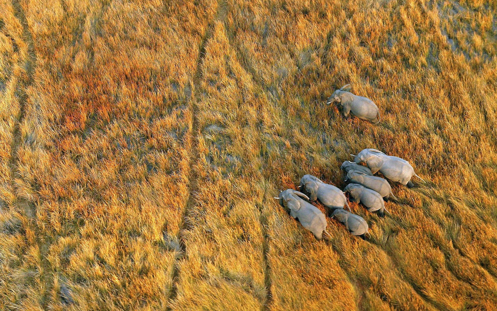 Botswana Elefanti A Volo D'uccello Sfondo