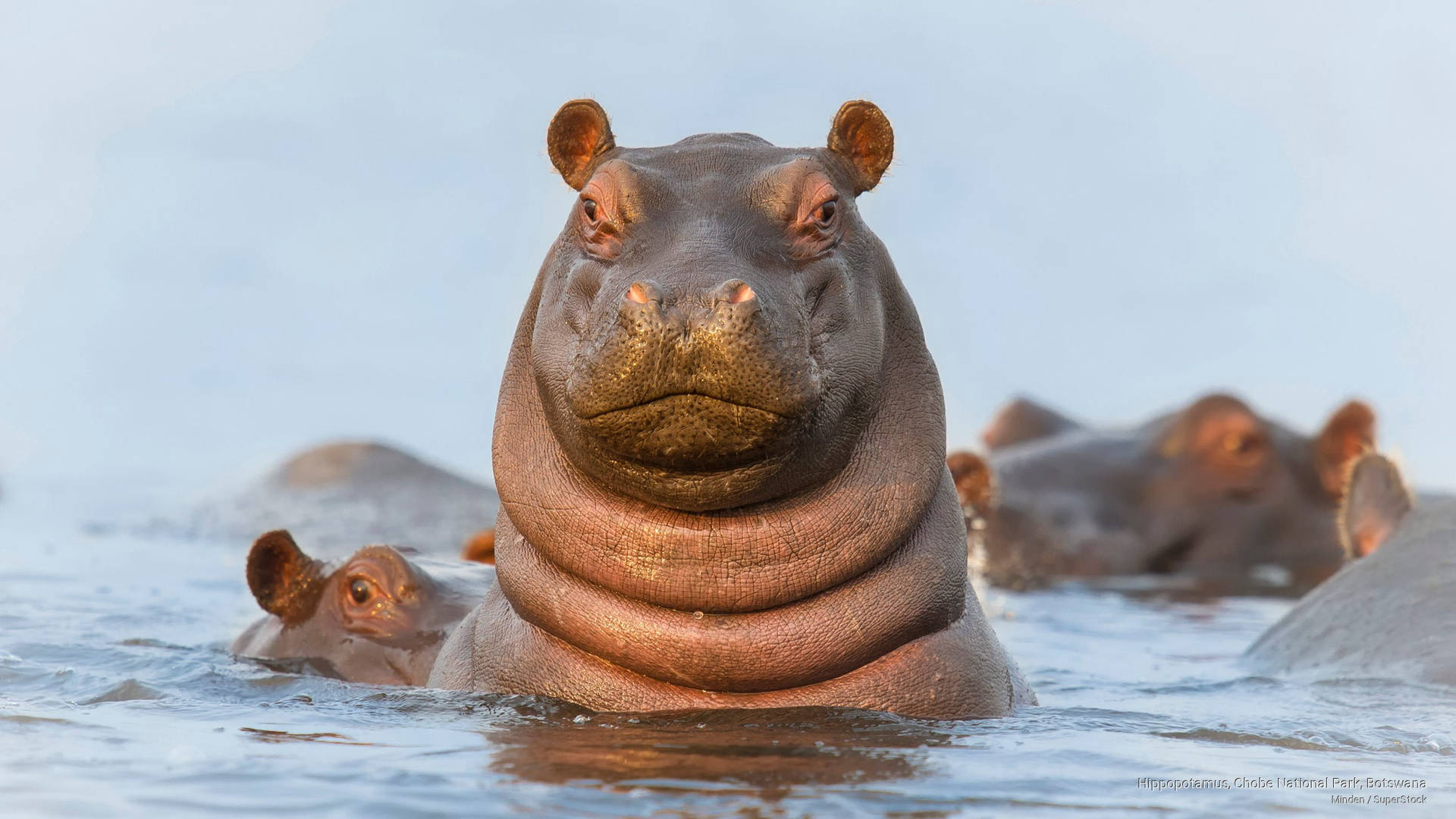 Botswanabloat De Hipopótamos. Papel de Parede