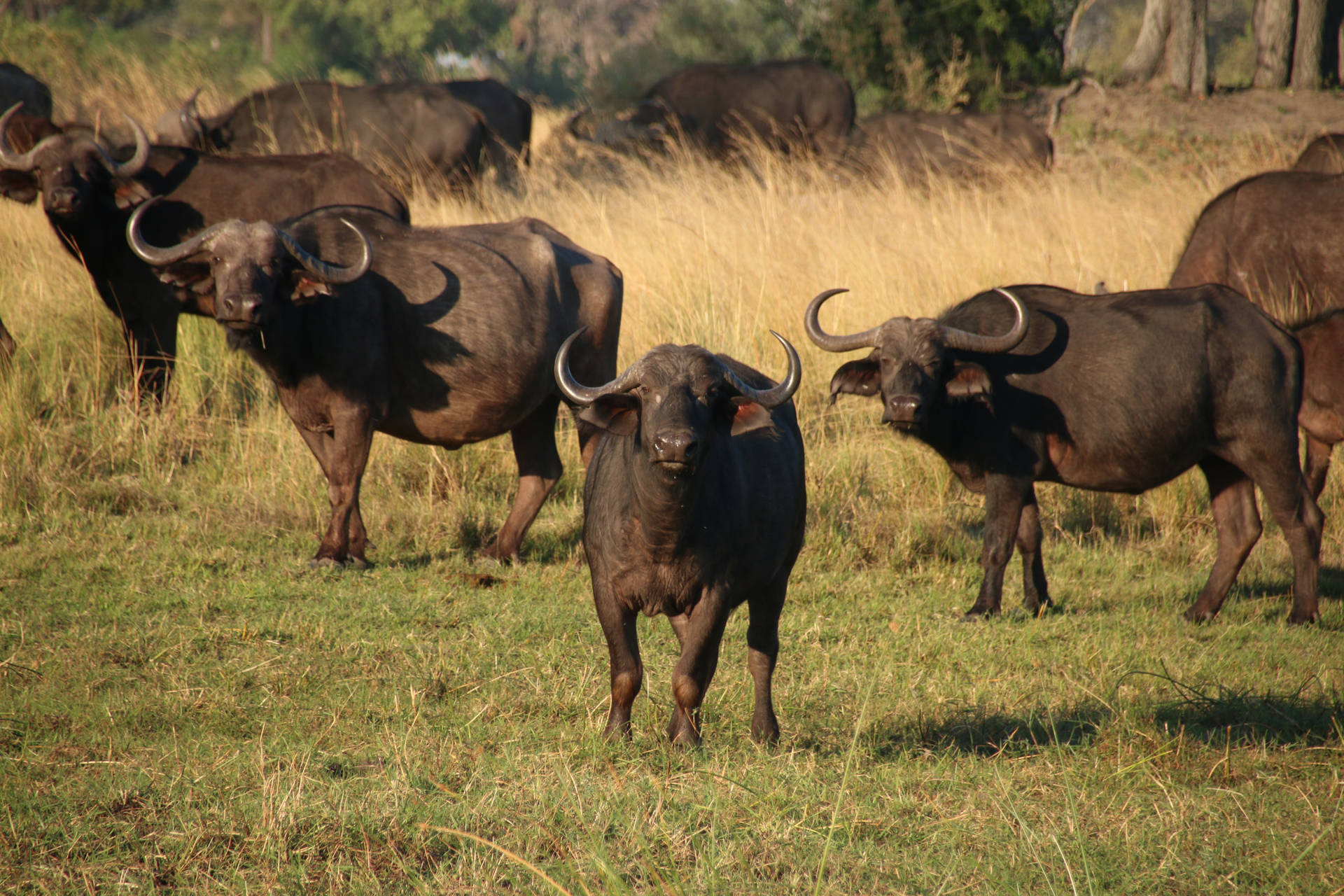 Botswana Cape Buffalo