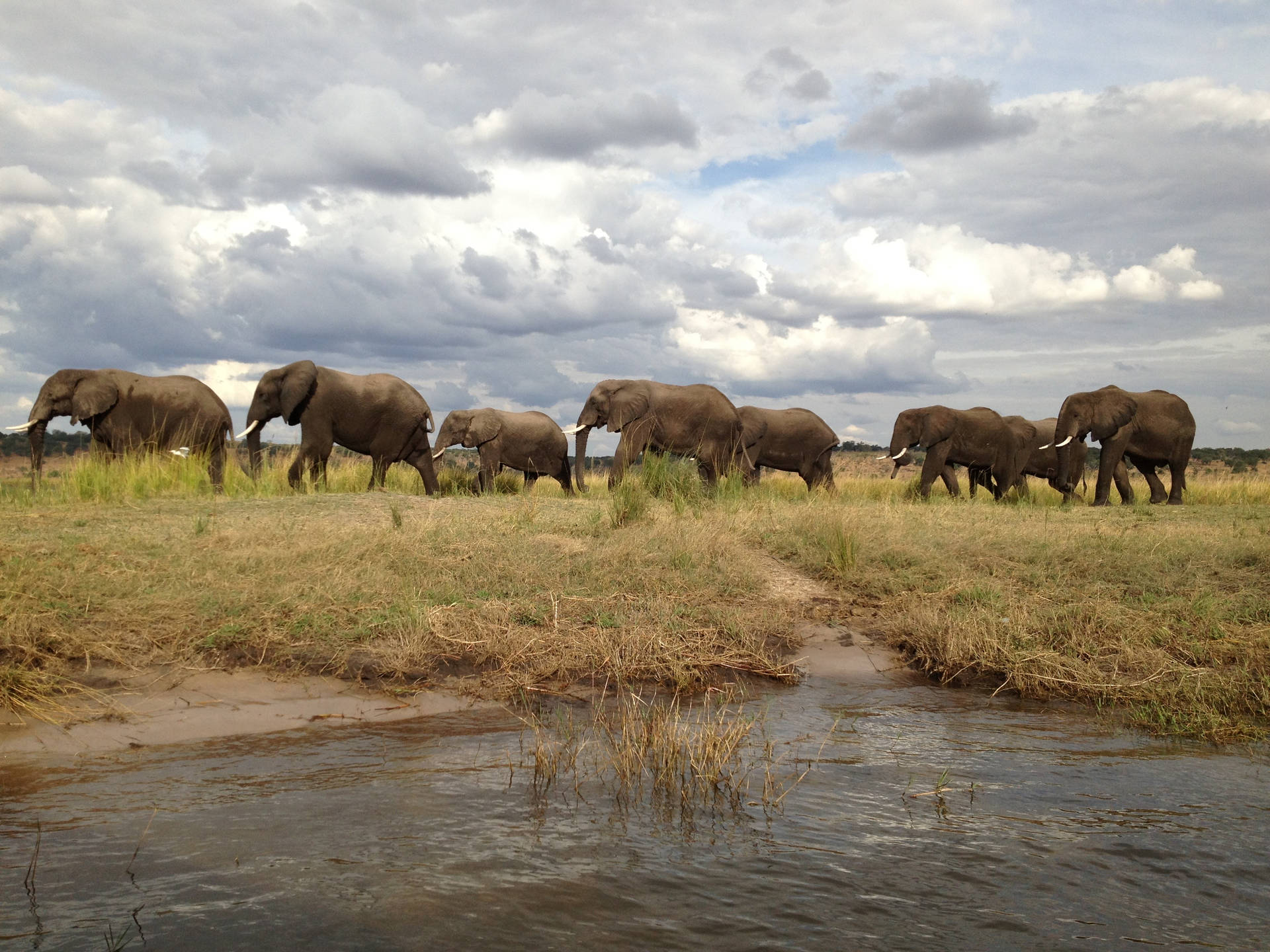 Botswana Elefantbesætning Wallpaper