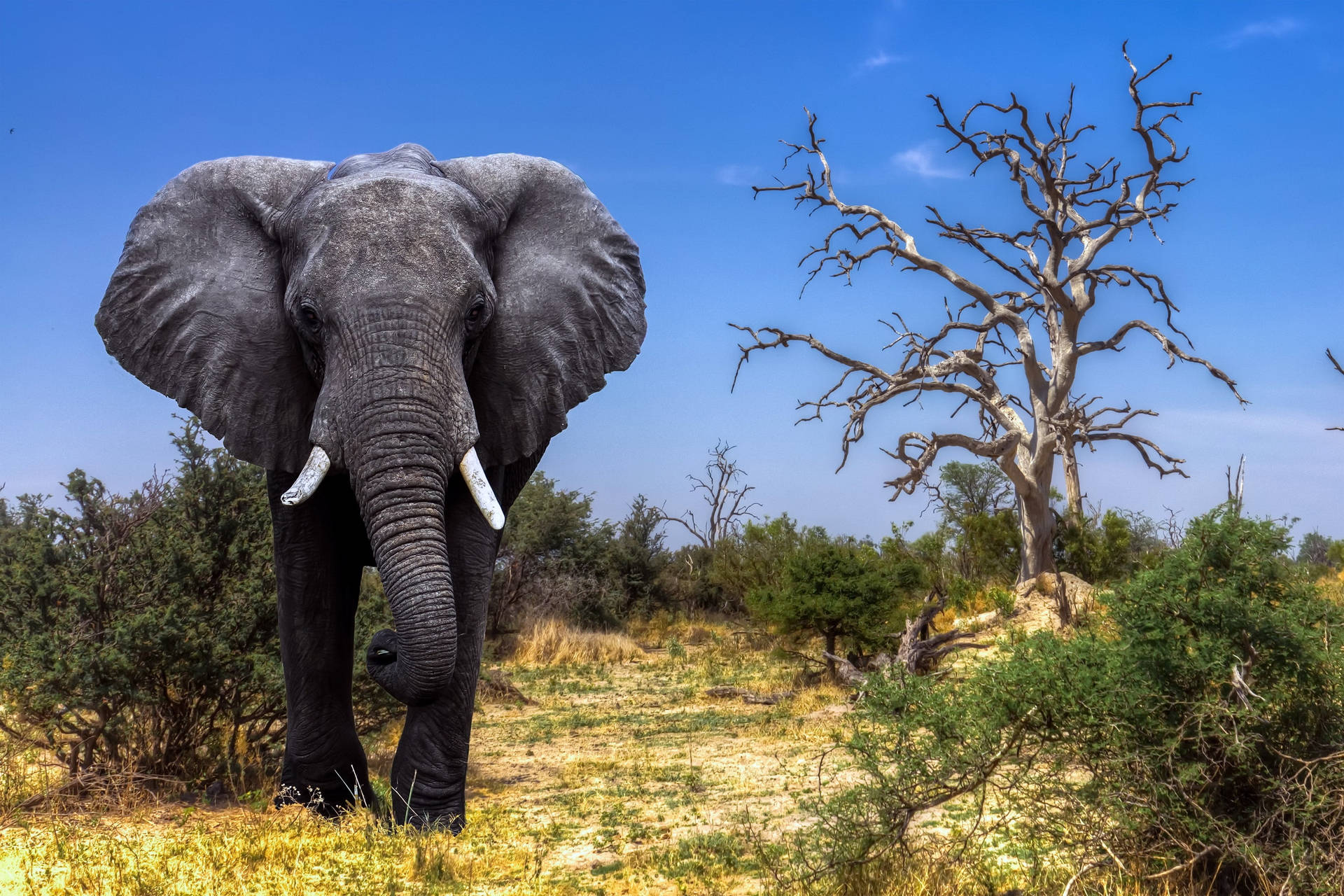 Praterie Secche Dell'elefante Del Botswana Sfondo