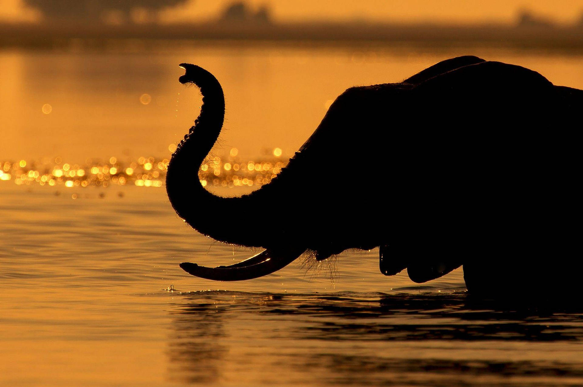 Elefantnæse Silhouet fra Botswana på sort baggrund. Wallpaper