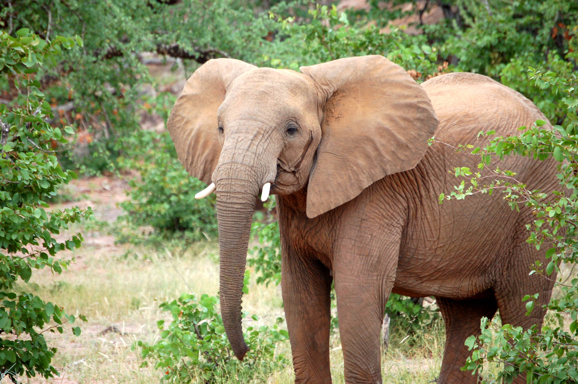 Botswana Elephant Wilderness
