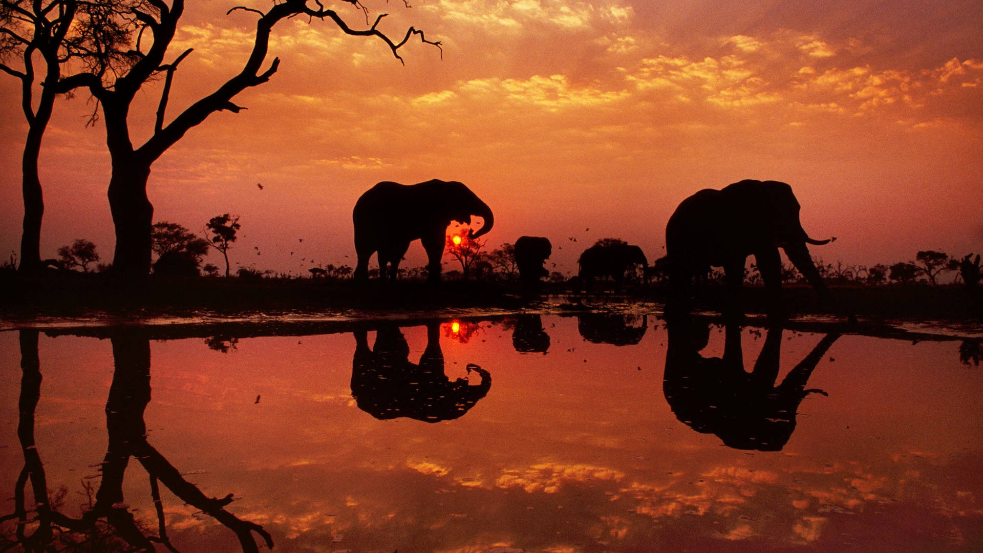 Elefanter fra Botswana viser sig ved solnedgangssilhuet. Wallpaper