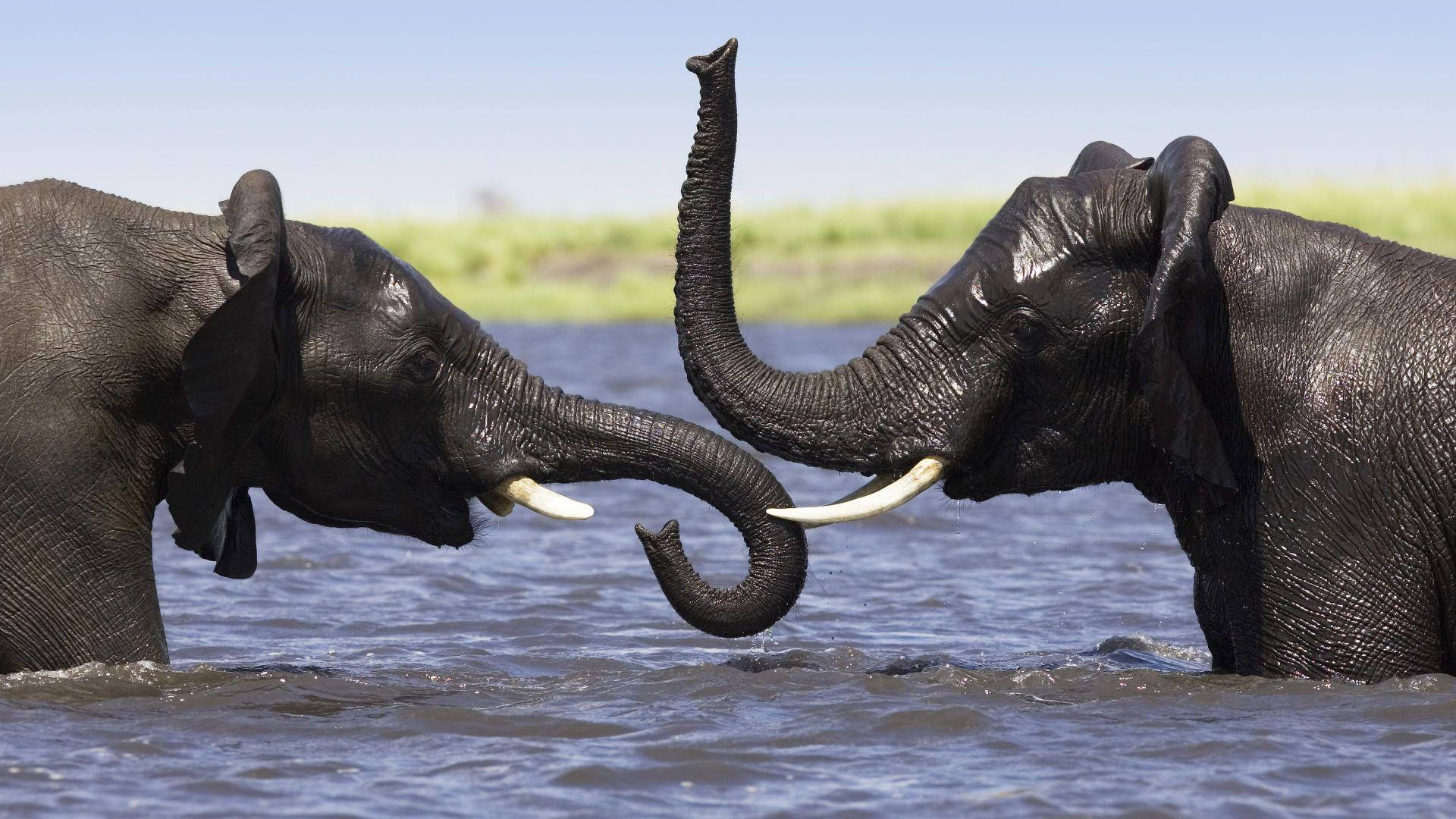 Elefantesde Botsuana Jugando En El Agua. Fondo de pantalla