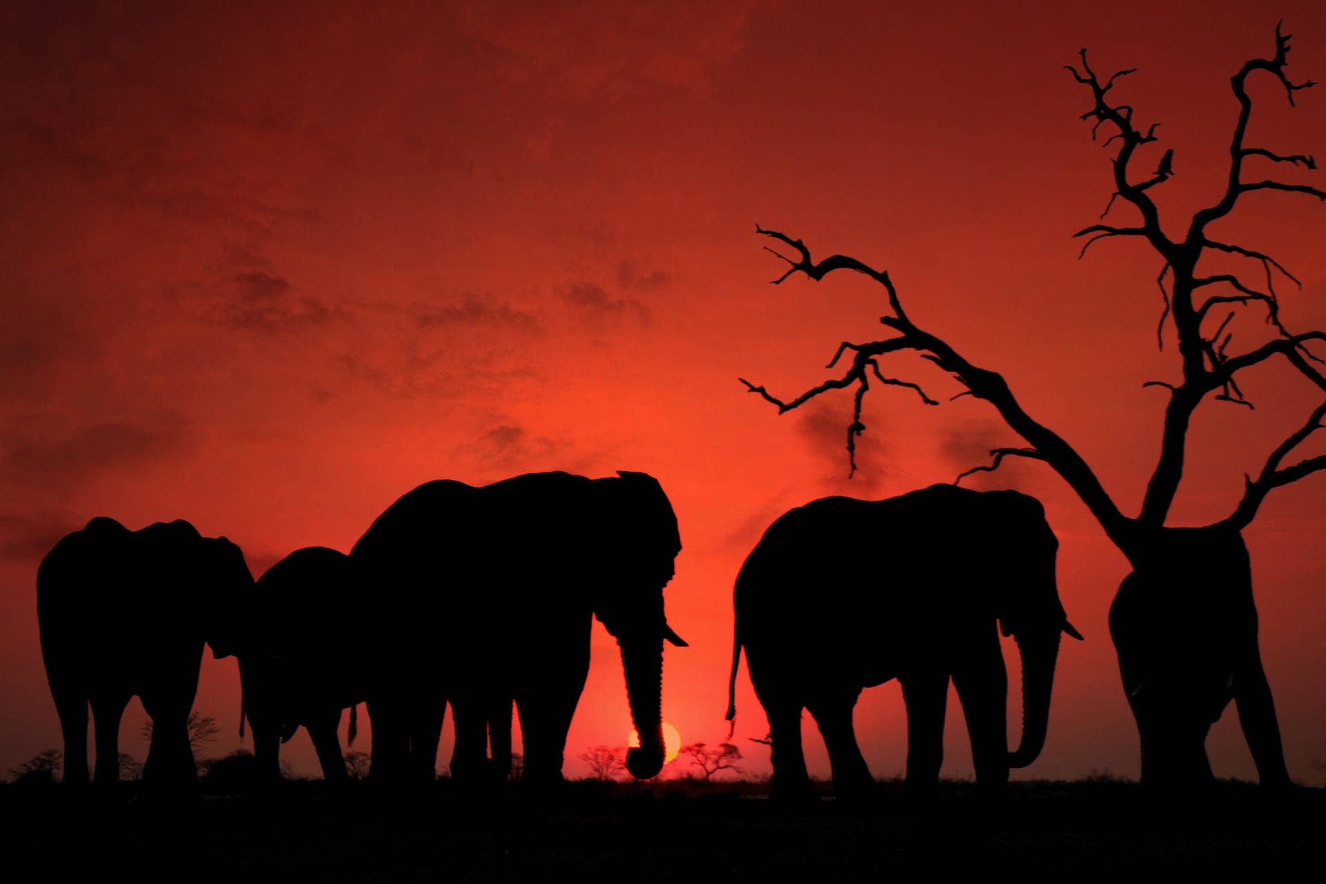 Botswana Elephants Red Sunset