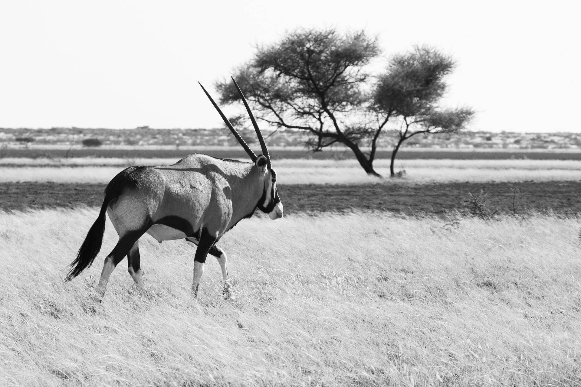 Botswanagemsbok En Blanco Y Negro. Fondo de pantalla