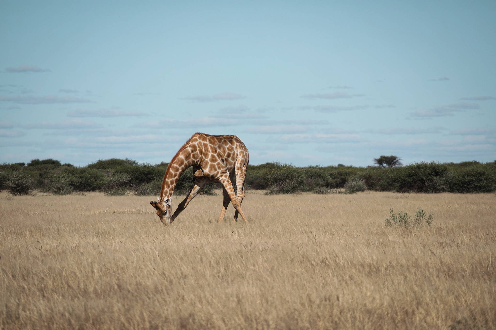 Botswana Giraffe Eating Grass