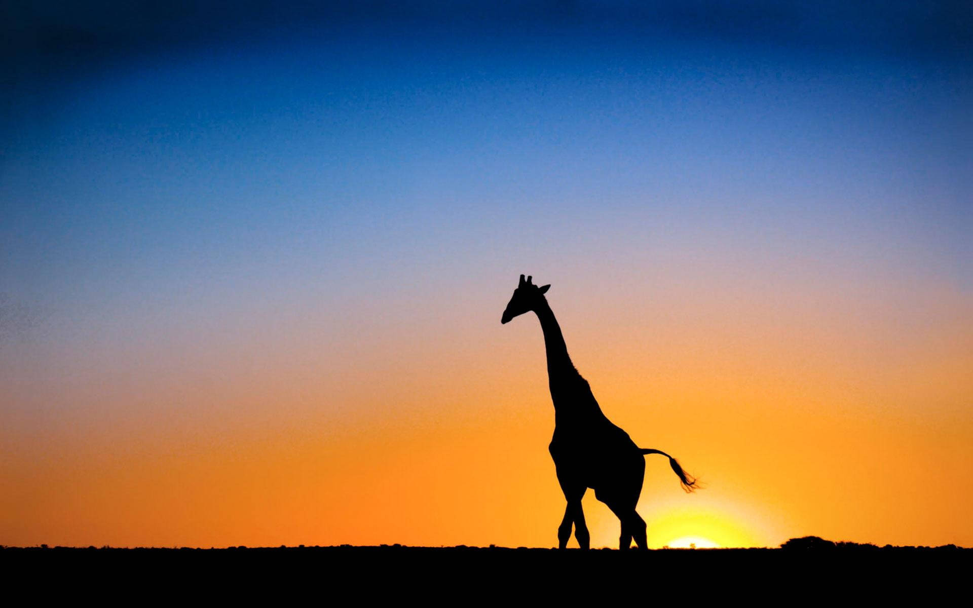 Botswana Giraffe Gradient Sunset Wallpaper
