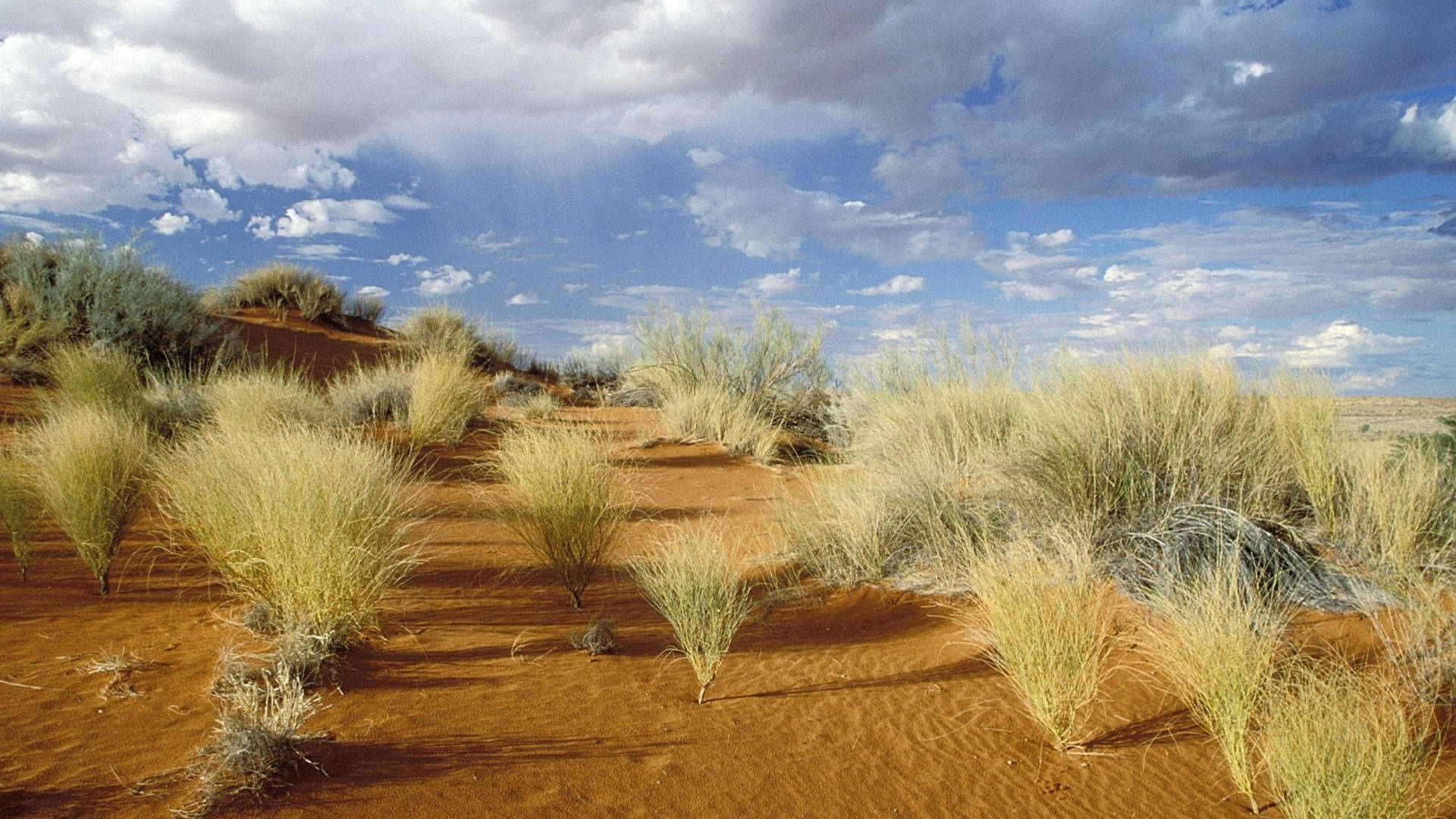 Græs på Dune fra Botswana Wallpaper
