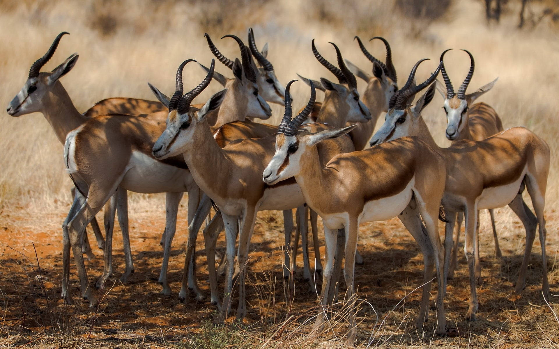 En Flok Antiloper Flyver Over Det Savanne fra Botswana Wallpaper
