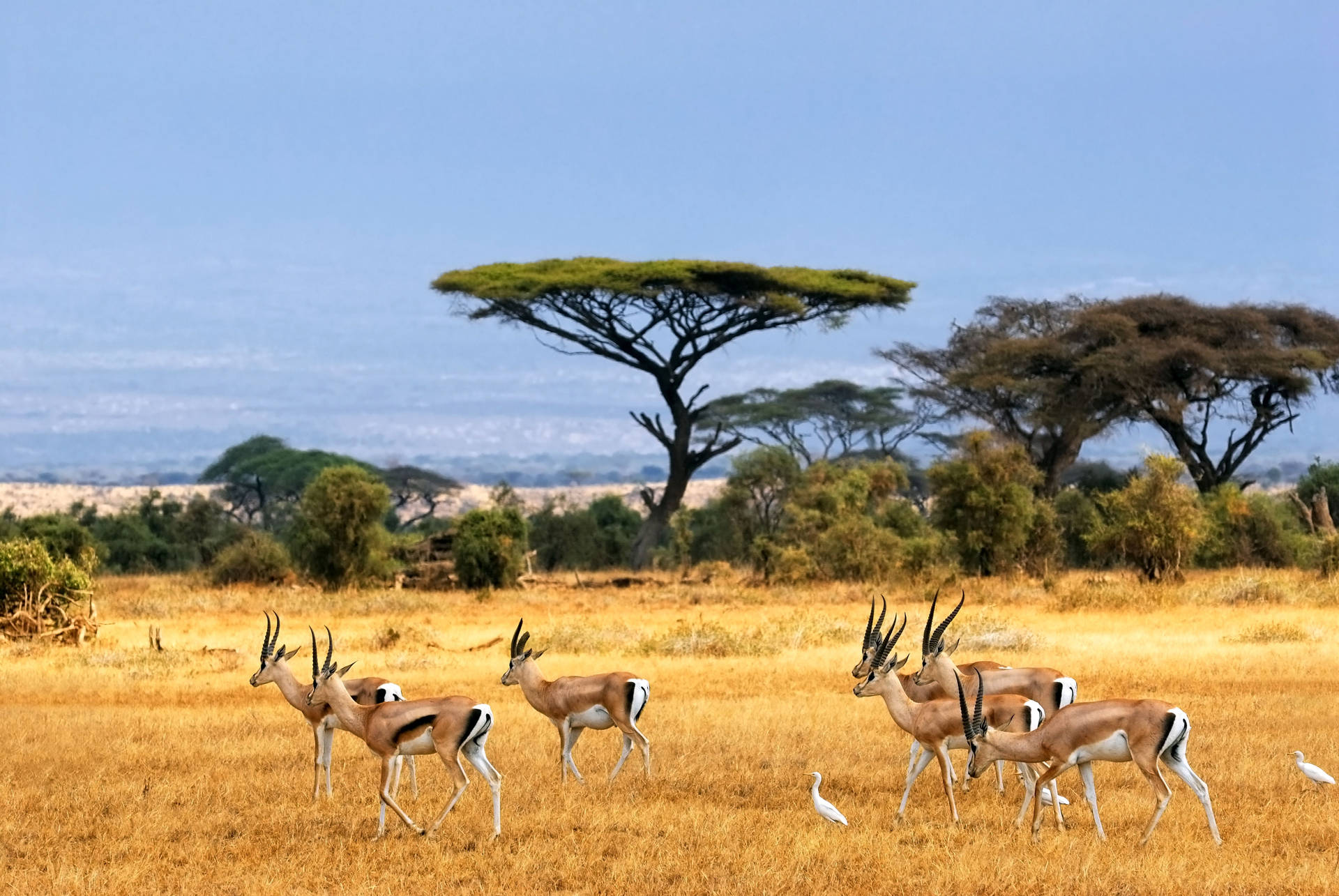 Botswana Besæk Af Gazeller Wallpaper