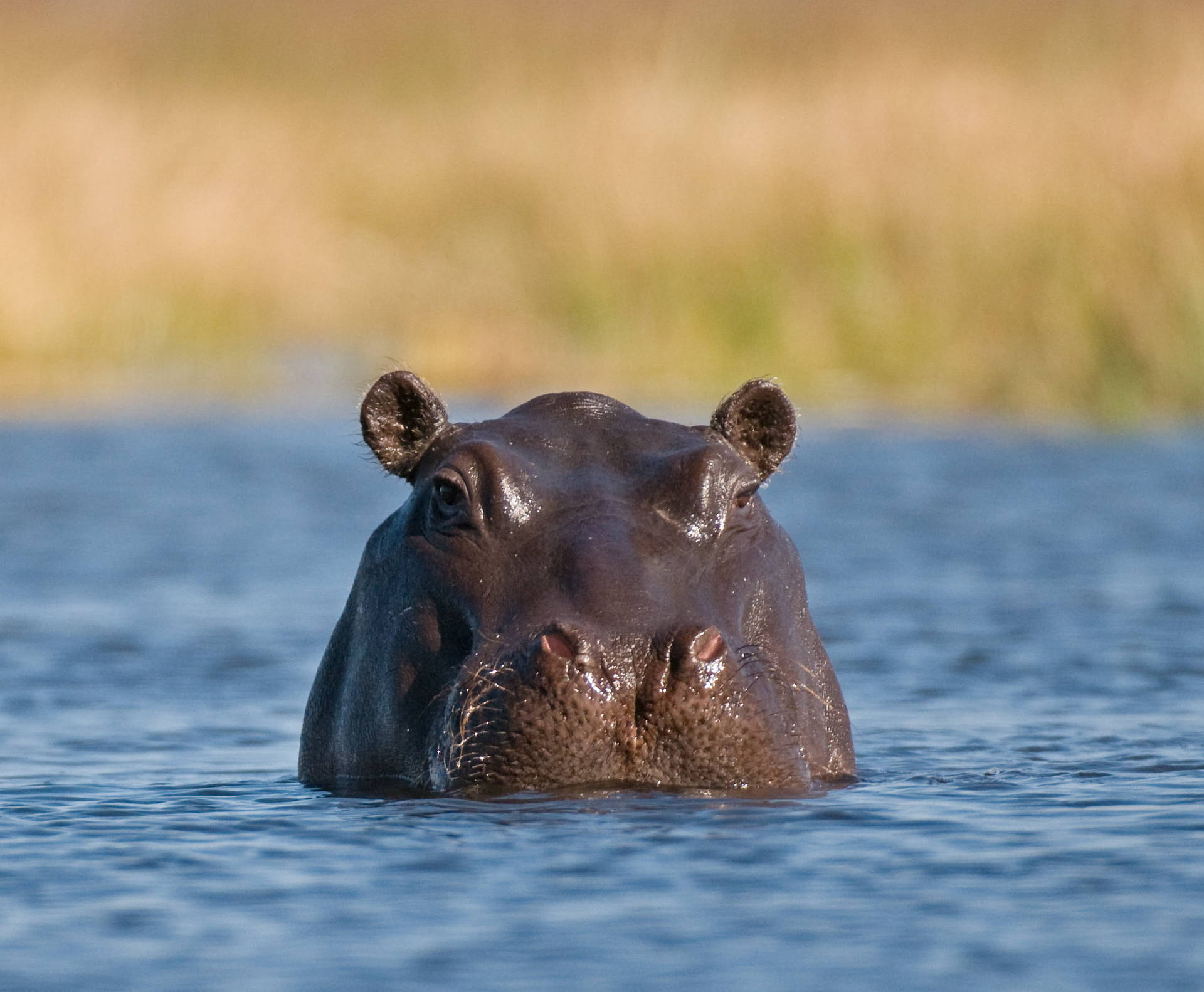 Hipopótamode Botswana En El Agua Fondo de pantalla