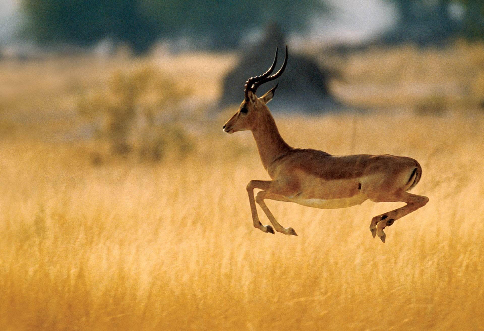 Caption: Majestic Antelope Leap in Botswana Wallpaper