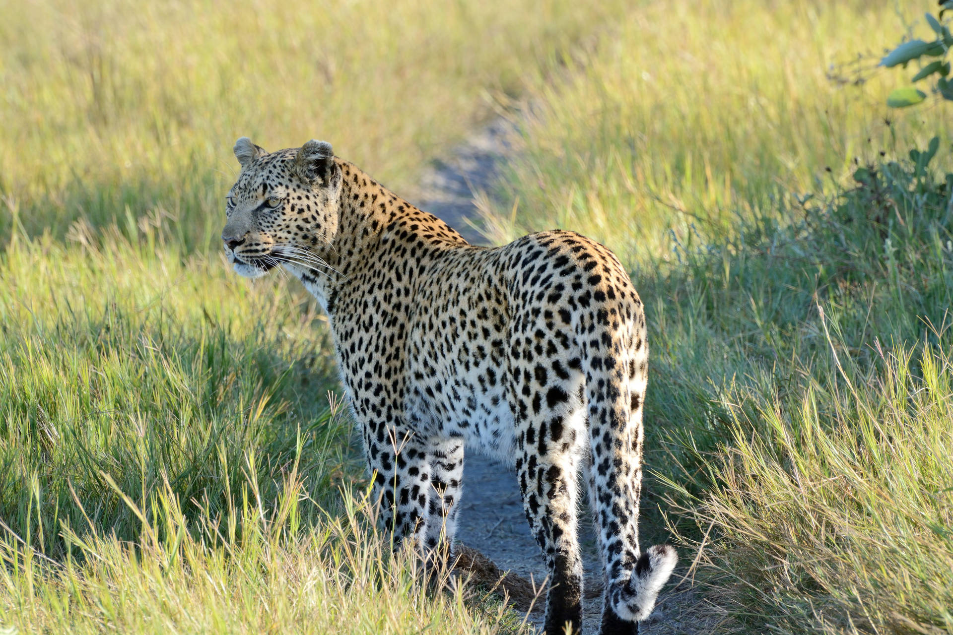 Botswana Leopard Hunting