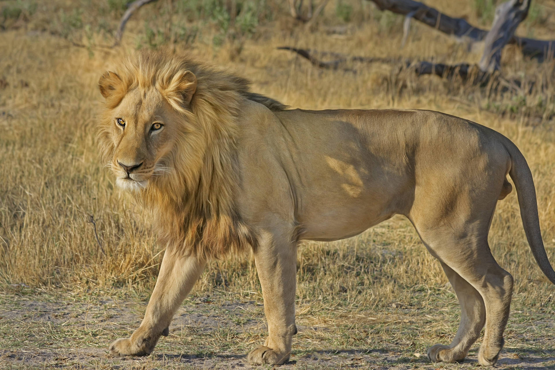 Botswana Lion Hunt Background