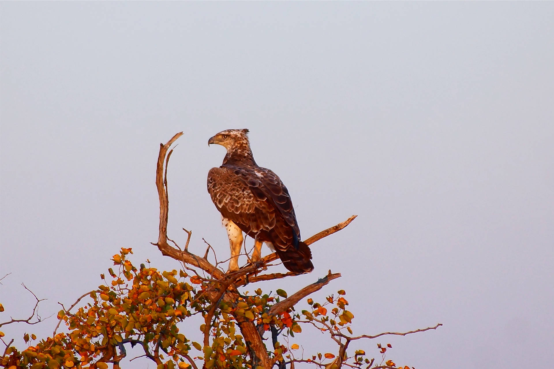 Botswana Martial Eagle