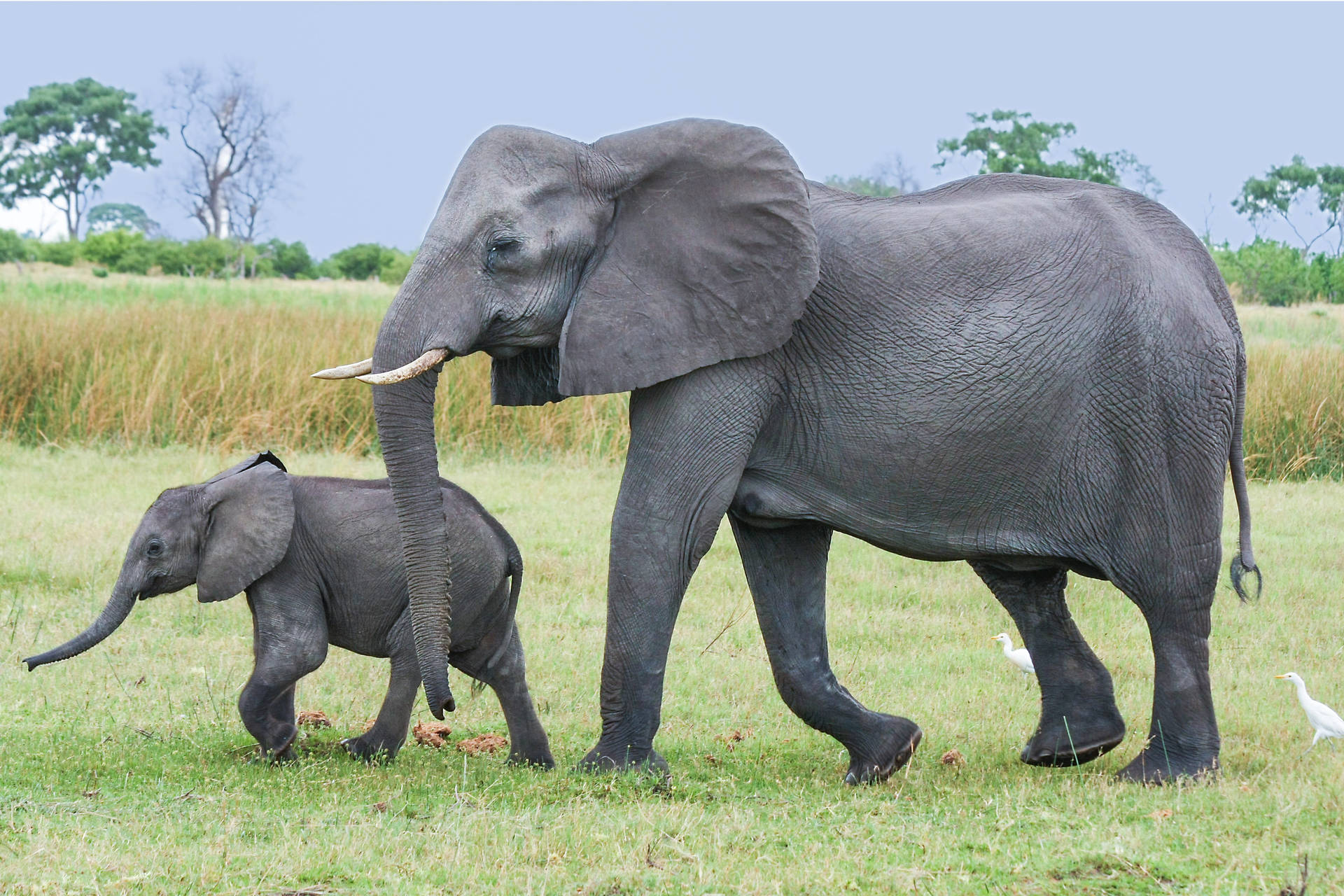 Botswana mor og baby elefant Verdensvandret Wallpaper: Wallpaper