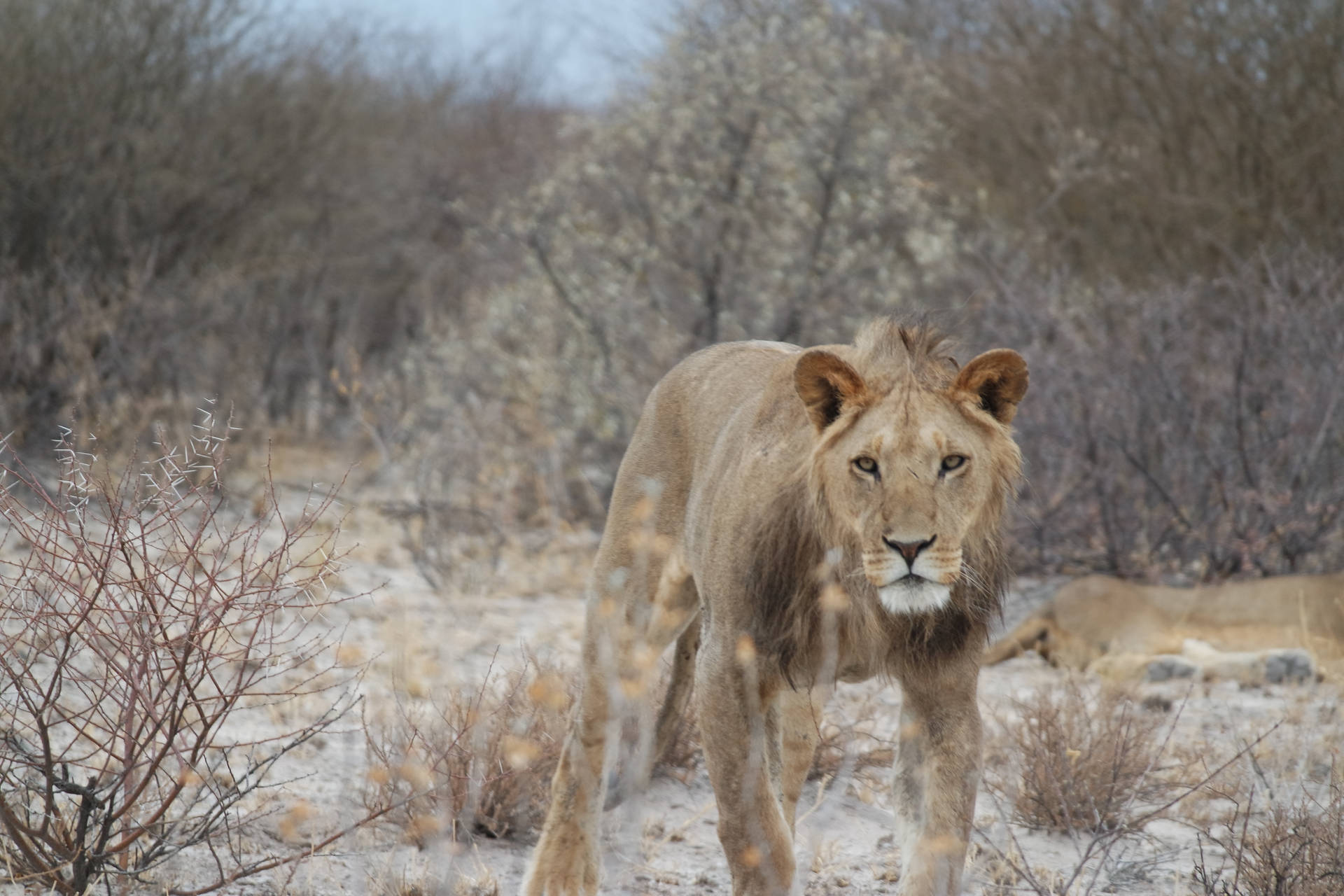 Botswana Ørken Løve Wallpaper