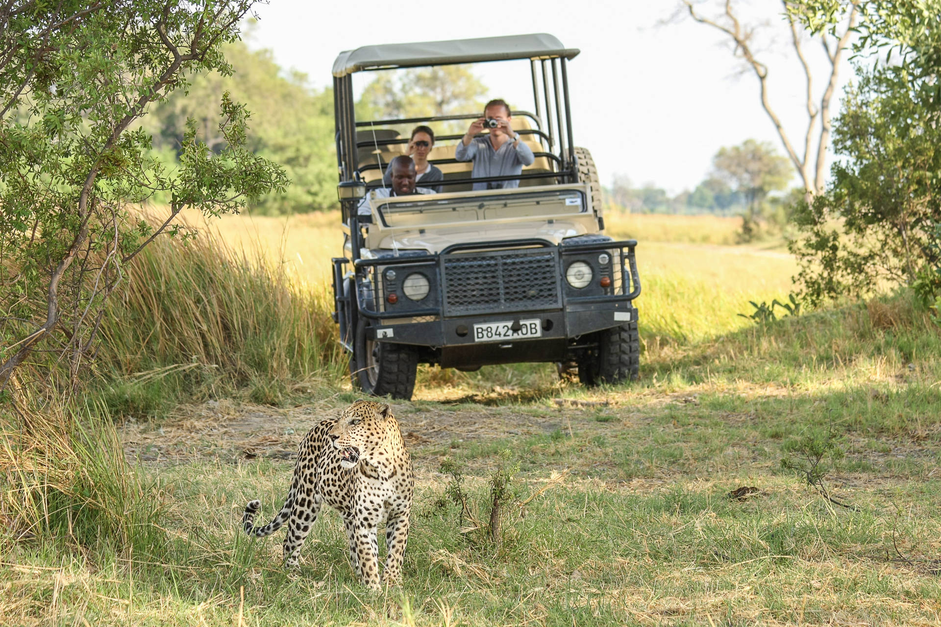 Botswana Safari Turisti Sfondo