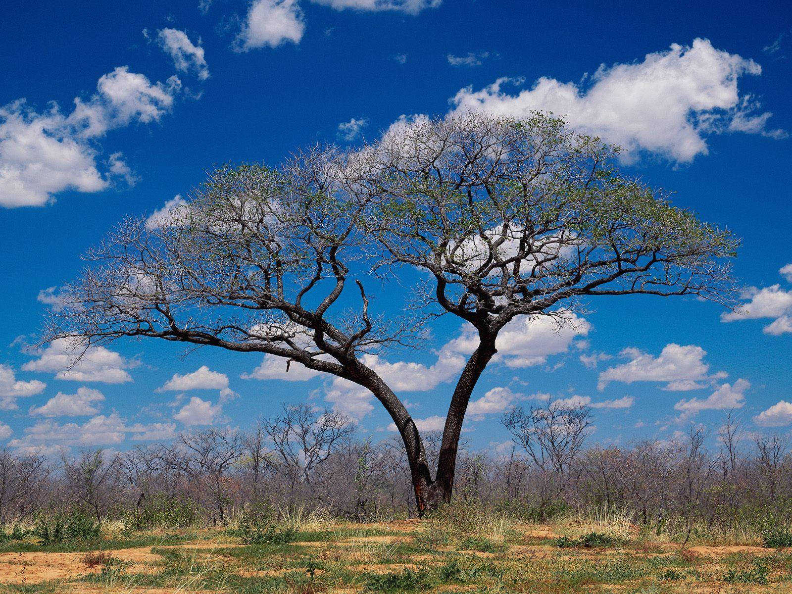 Botswana Savanna Træ Wallpaper