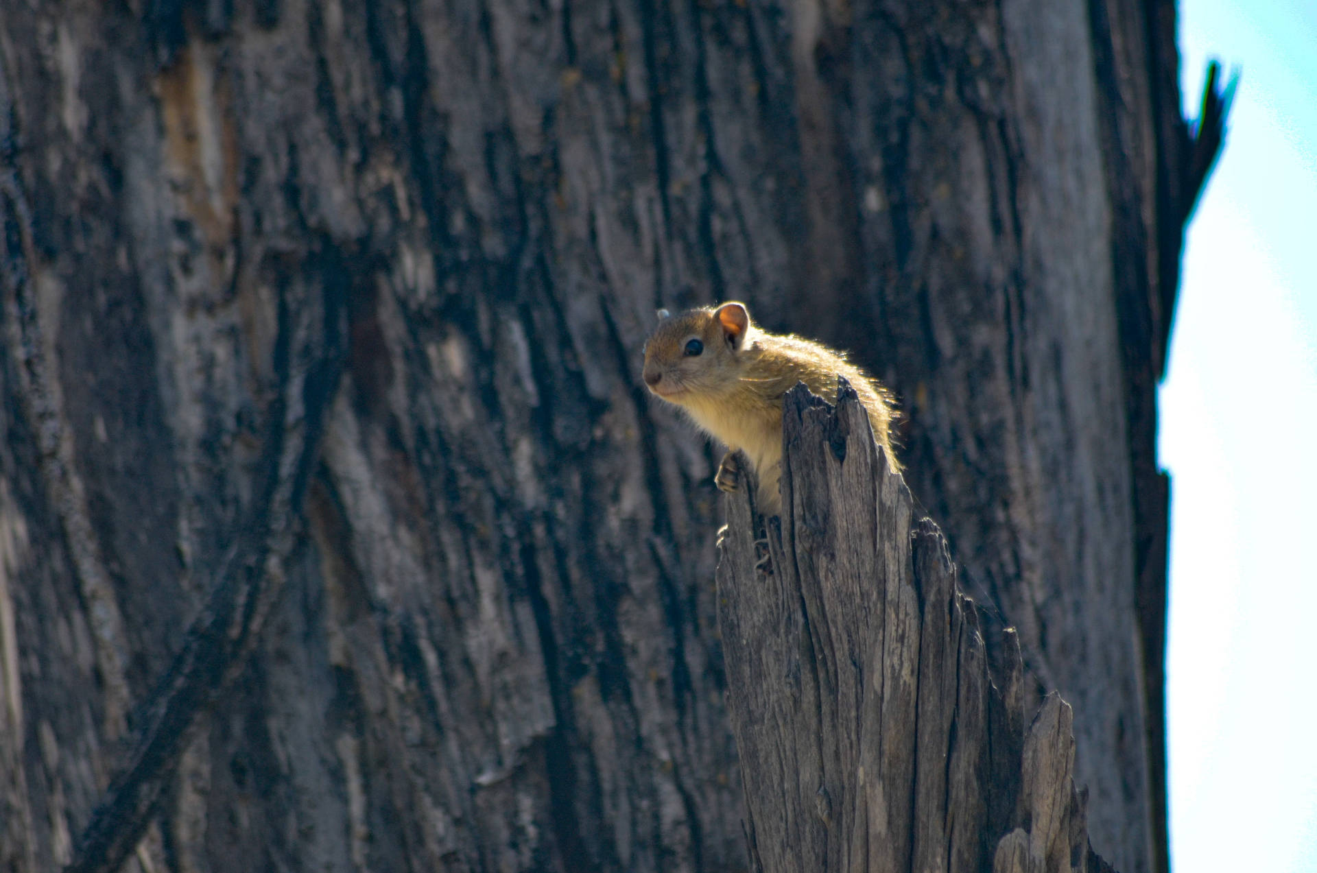 Botswana Squirrel On Stump