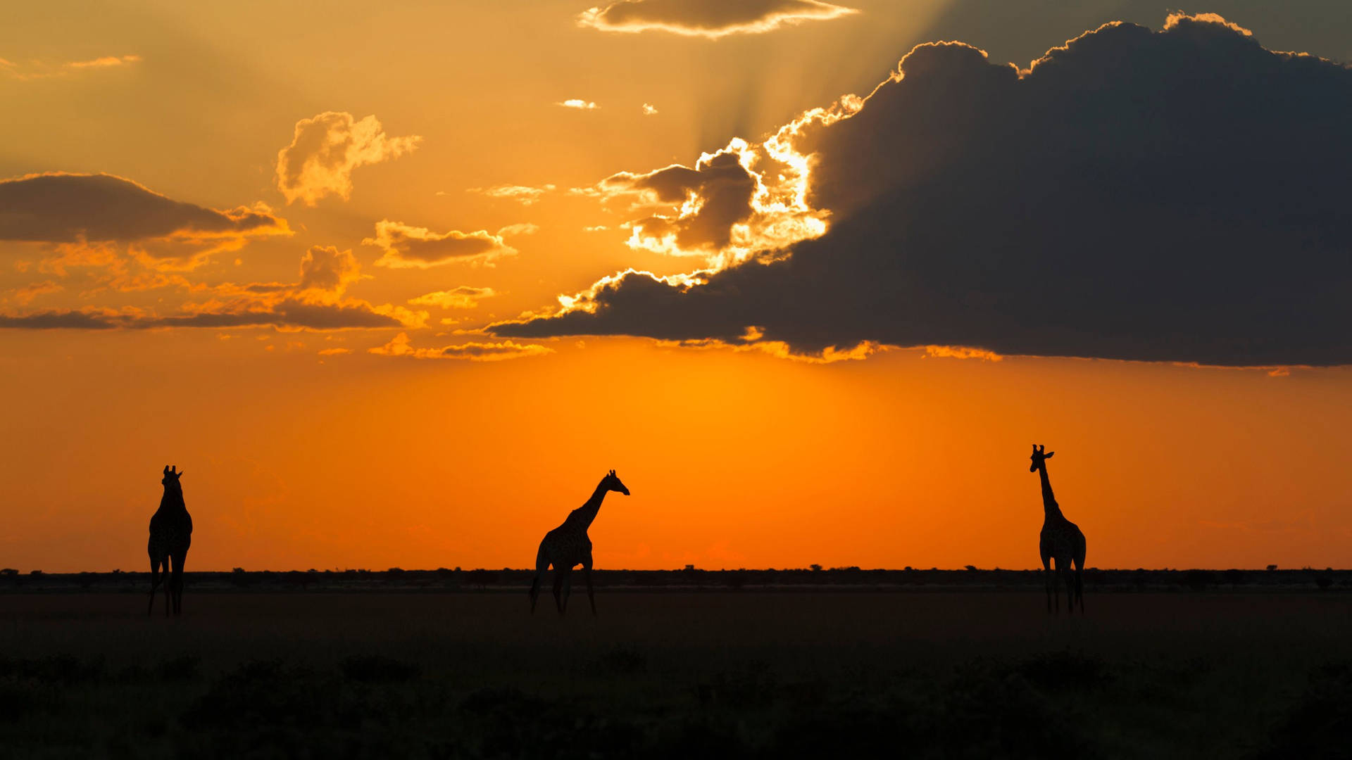 Botswanassolnedgång Giraffer. Wallpaper