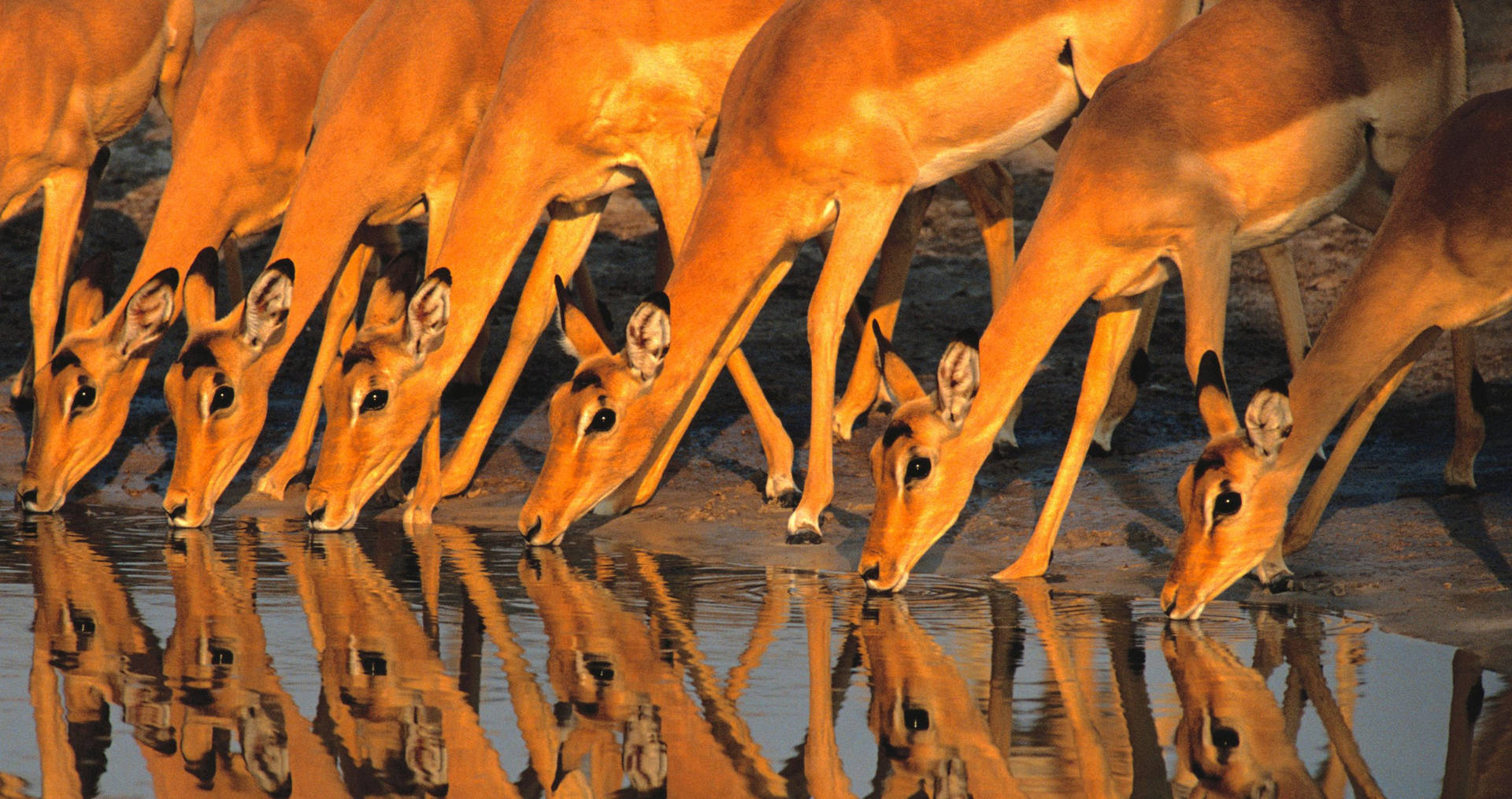 Botswana tørstige Impalaer ser tilbage på den flade slette Wallpaper