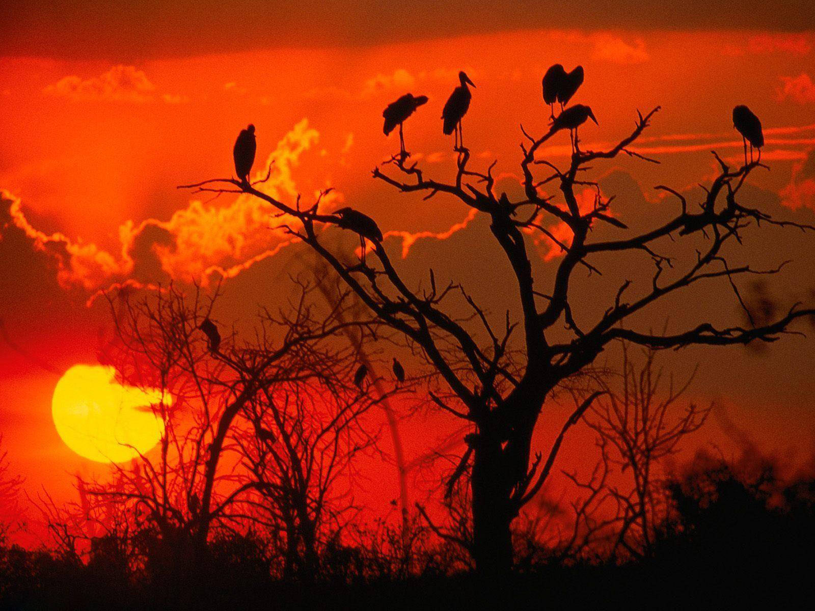 Botswana Vultures On Tree Silhouette Wallpaper