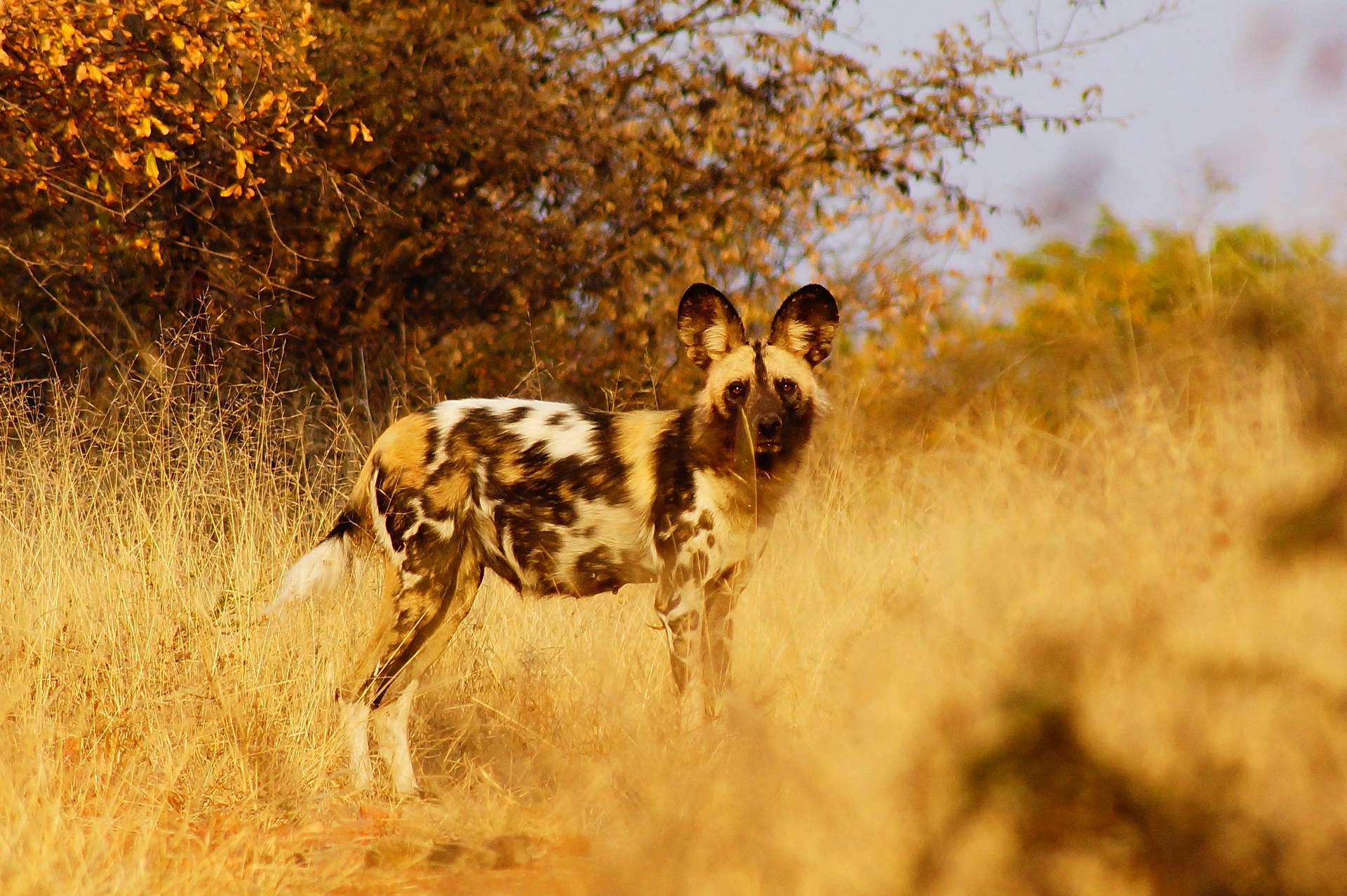 Botswana Wild Dog