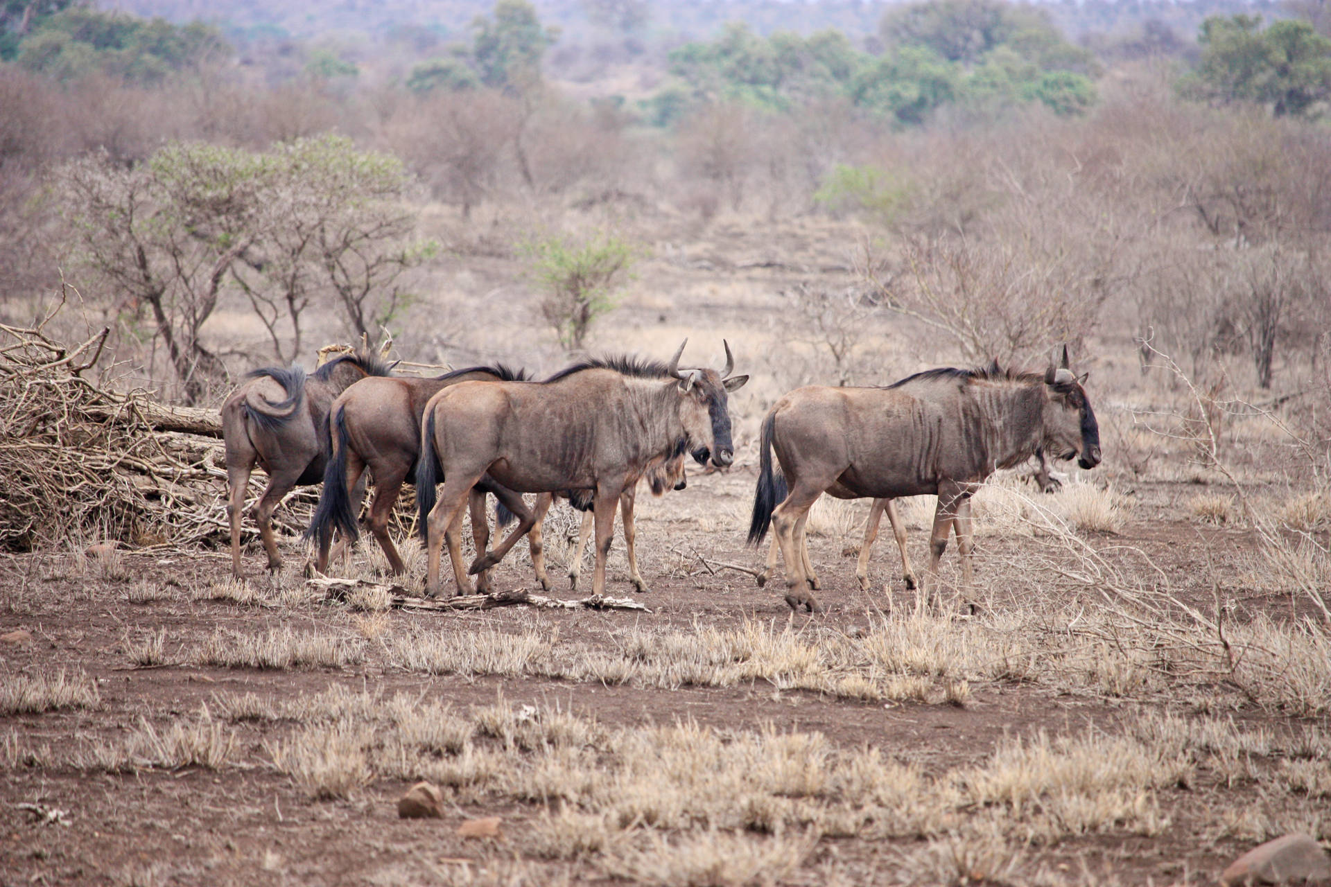 Botswana Wildebeest Group