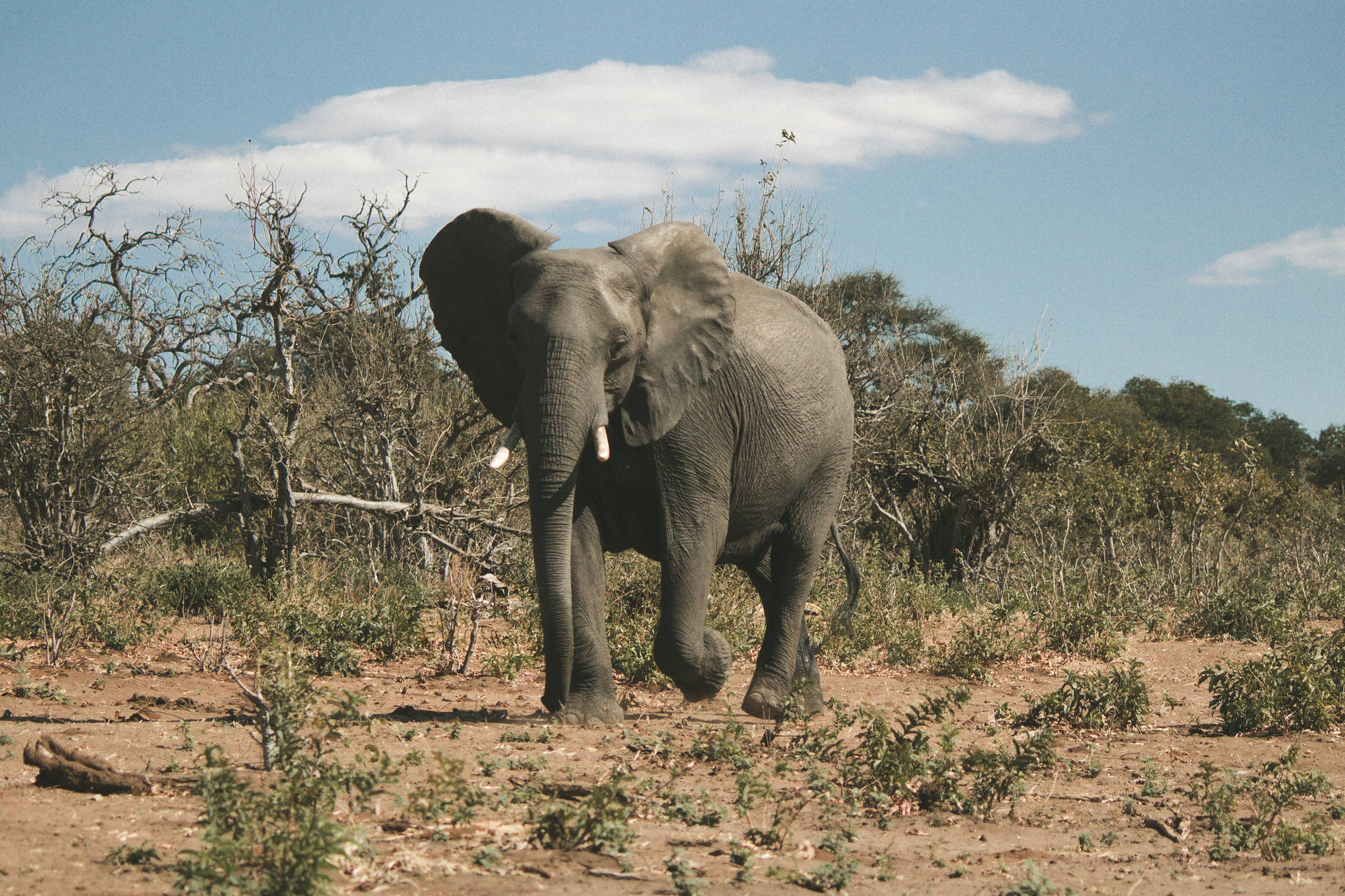 Botswana Wildlife Elefant Wallpaper