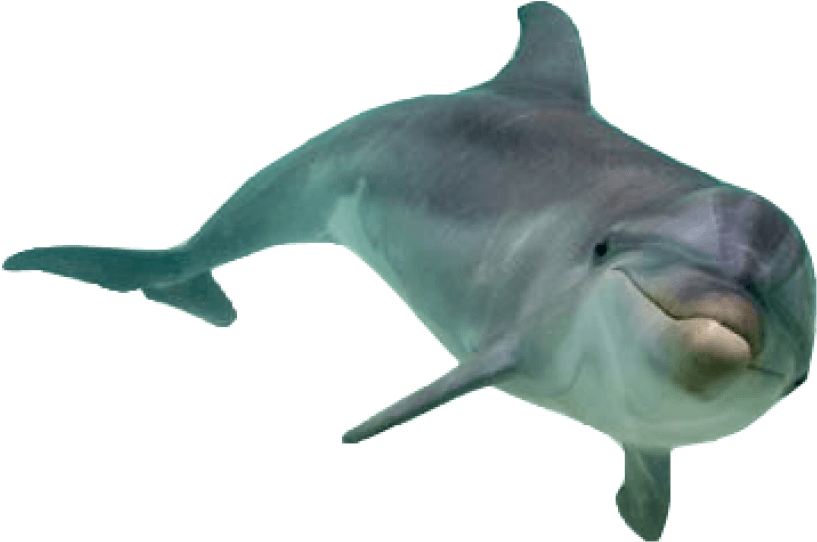 Bottlenose Dolphin Isolated PNG