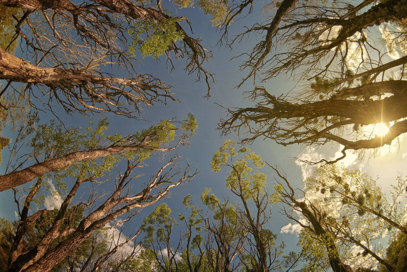 Untereansicht Von Bäumen Bei Sonnenaufgang In Der Natur Wallpaper