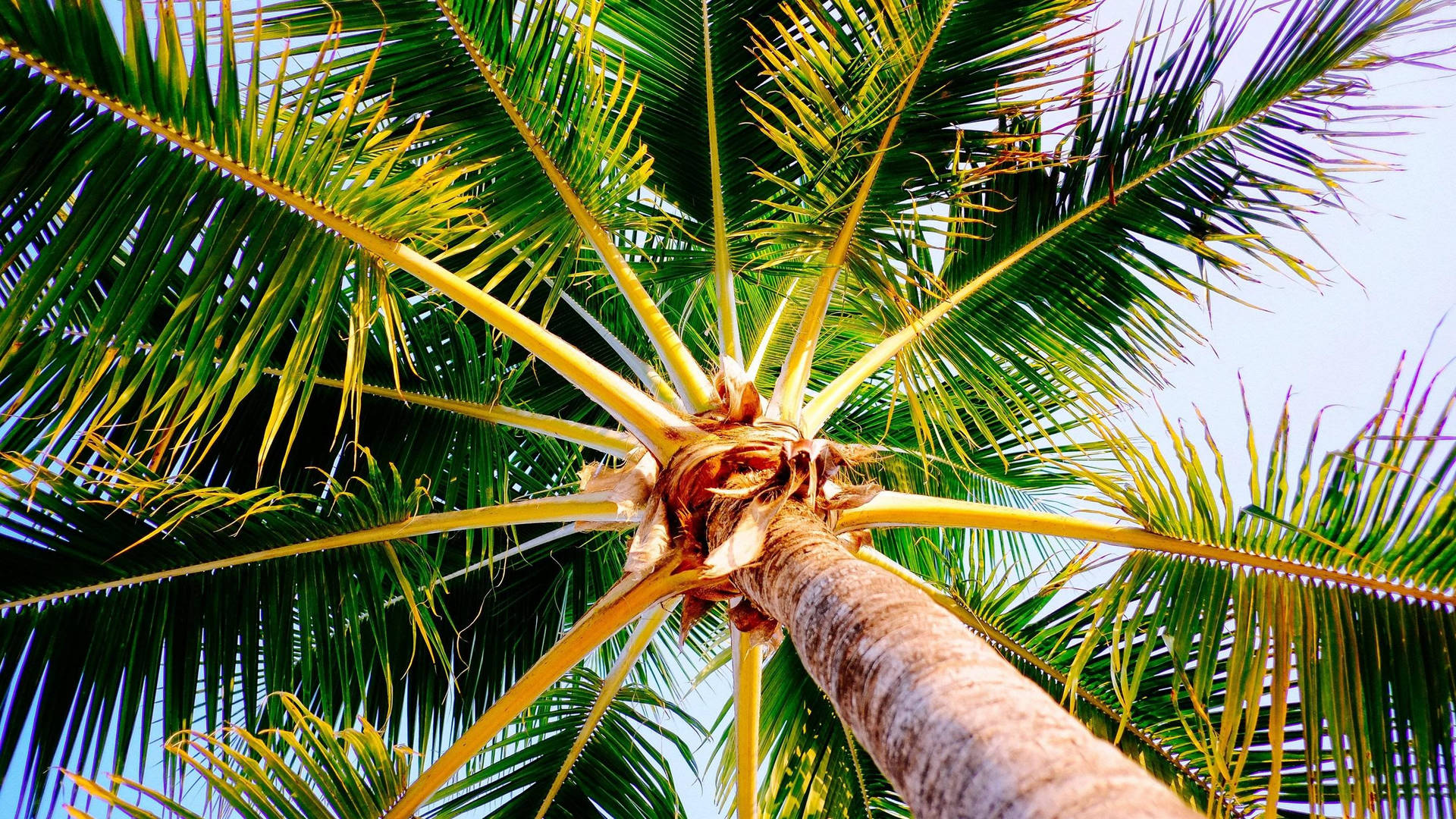 Bottom View Palm Tree Wallpaper