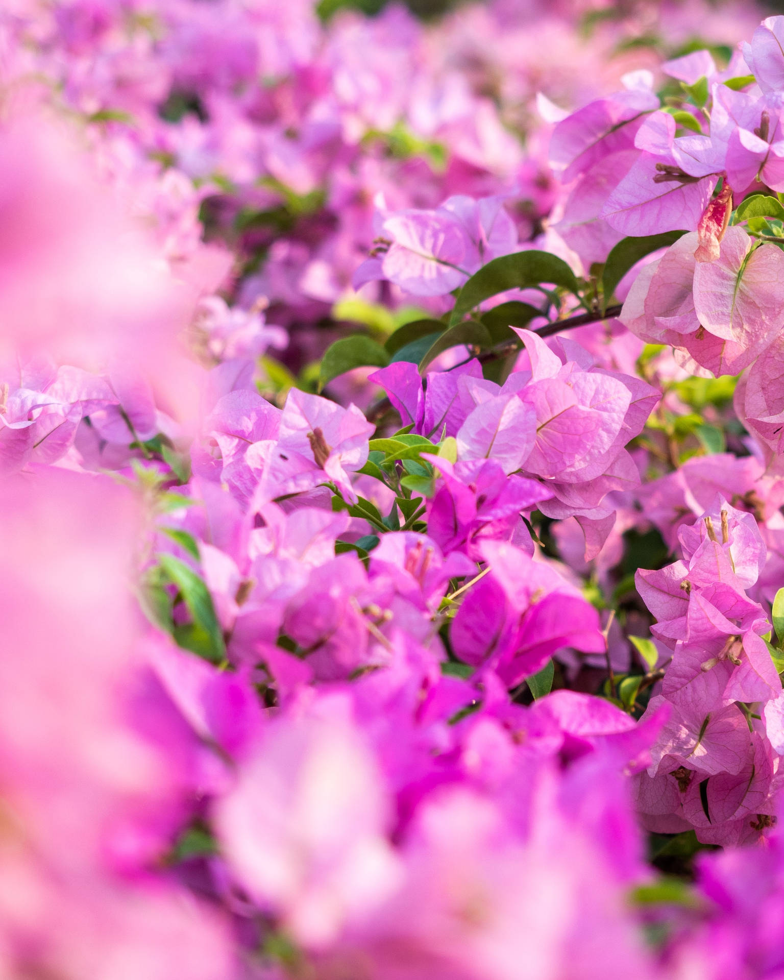 Bougainvillea Blomst Android Wallpaper