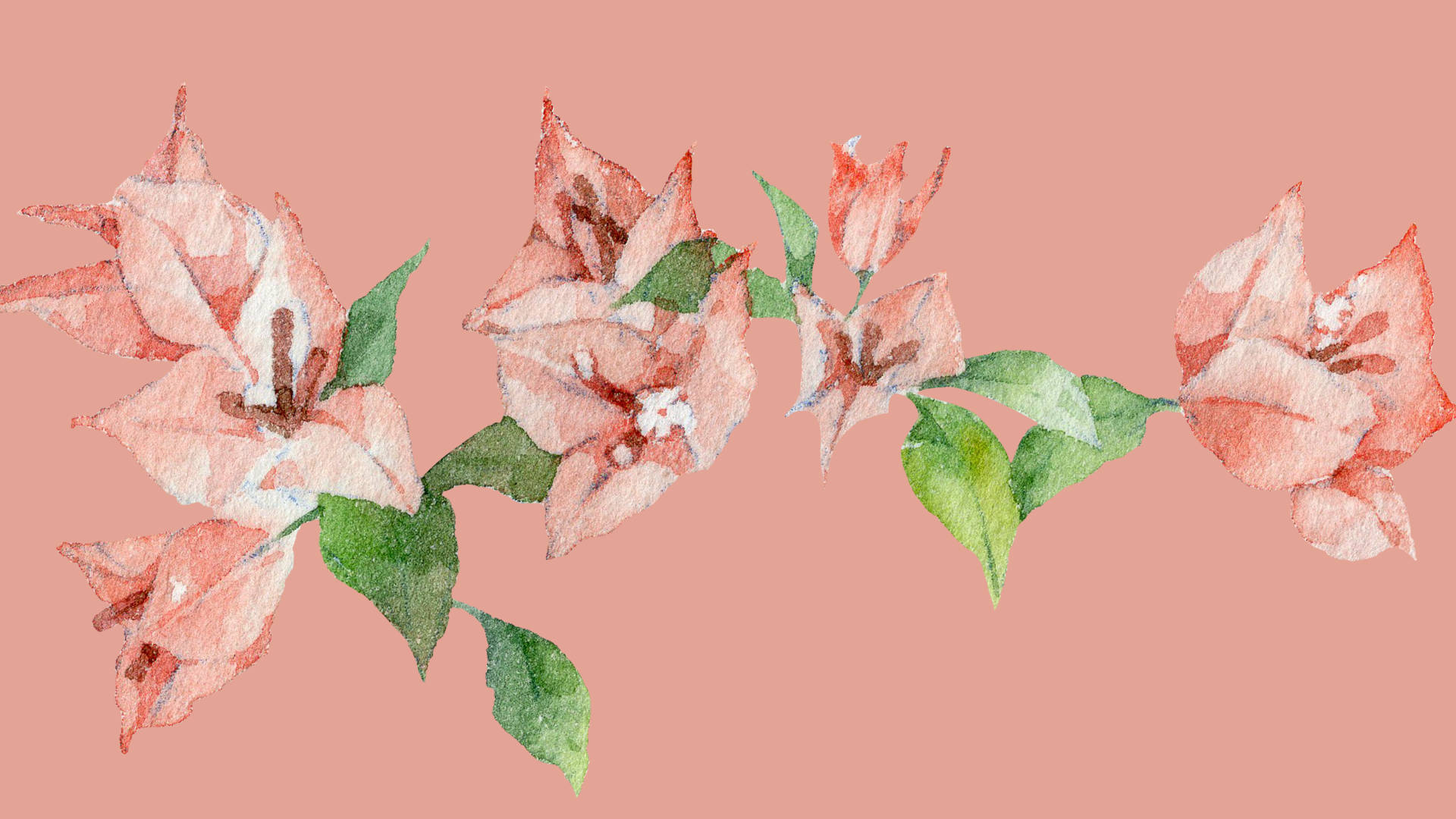 Bougainvillea Flowers In Watercolor Wallpaper