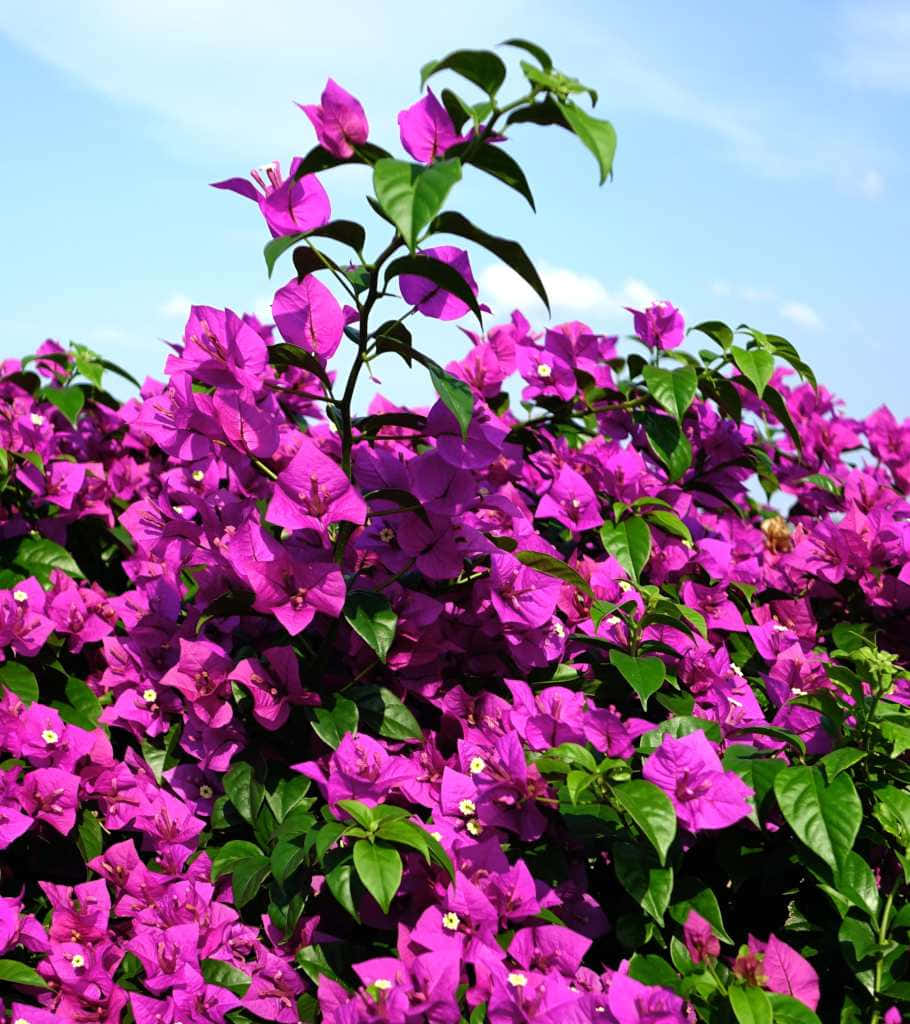 A blooming Bougainvillea flower in a vibrant array of colors