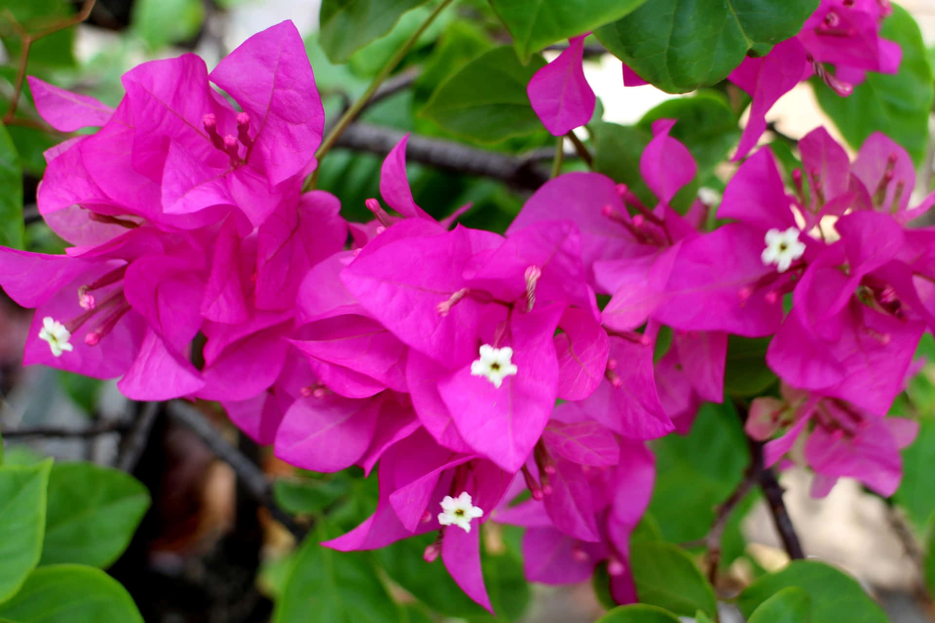 Imagenbougainvillea Exótica En Floración Colorida