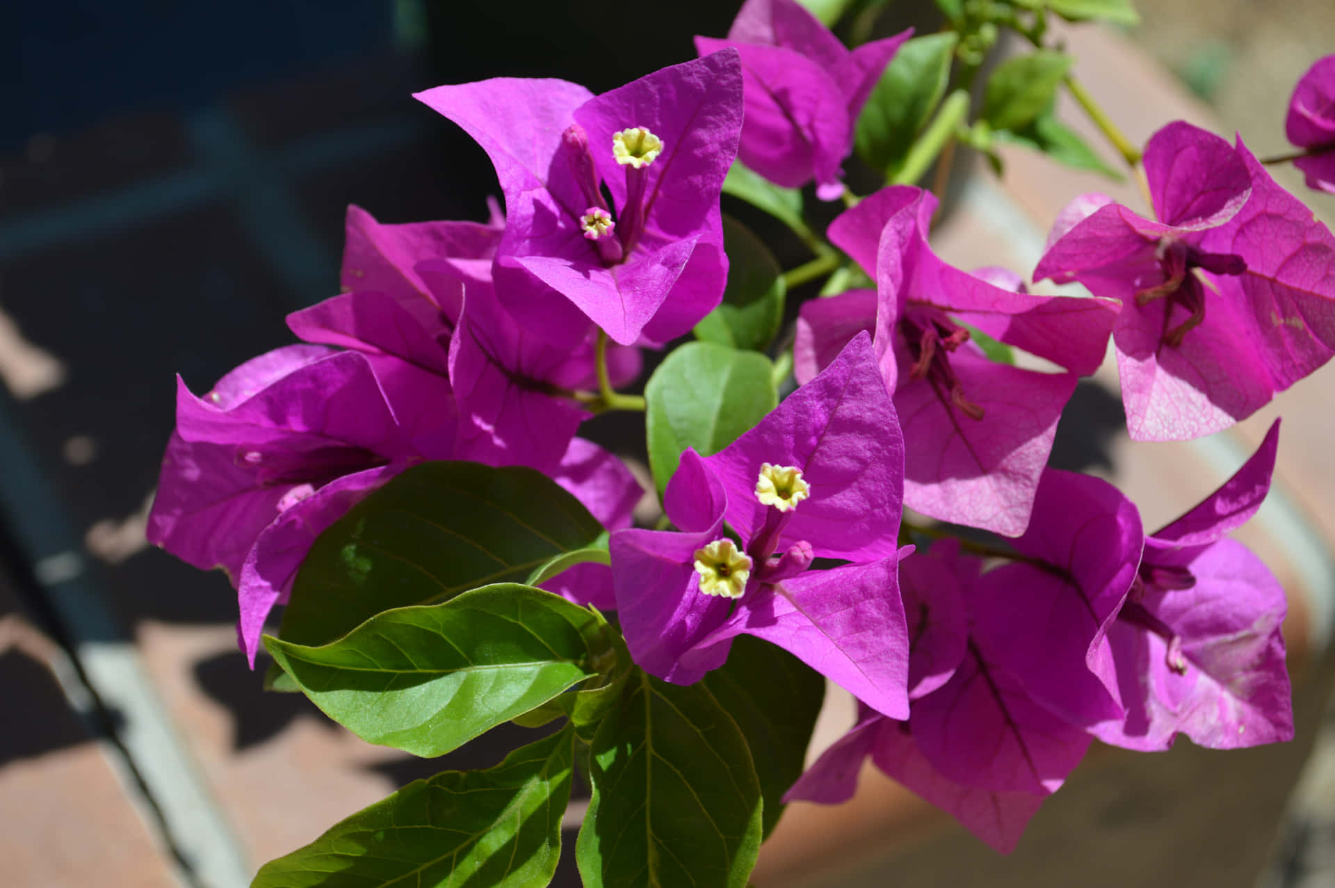 Brightly Colored Bougainvillea Bloom Beautifully