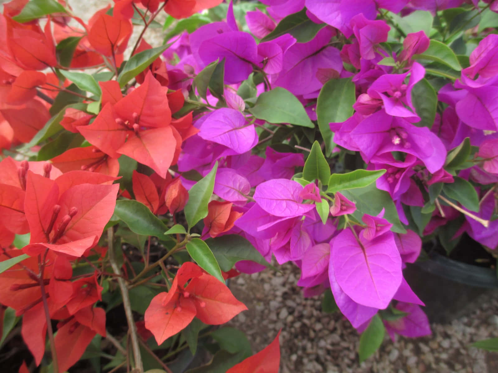 Bright and Beautiful Bougainvillea Flower