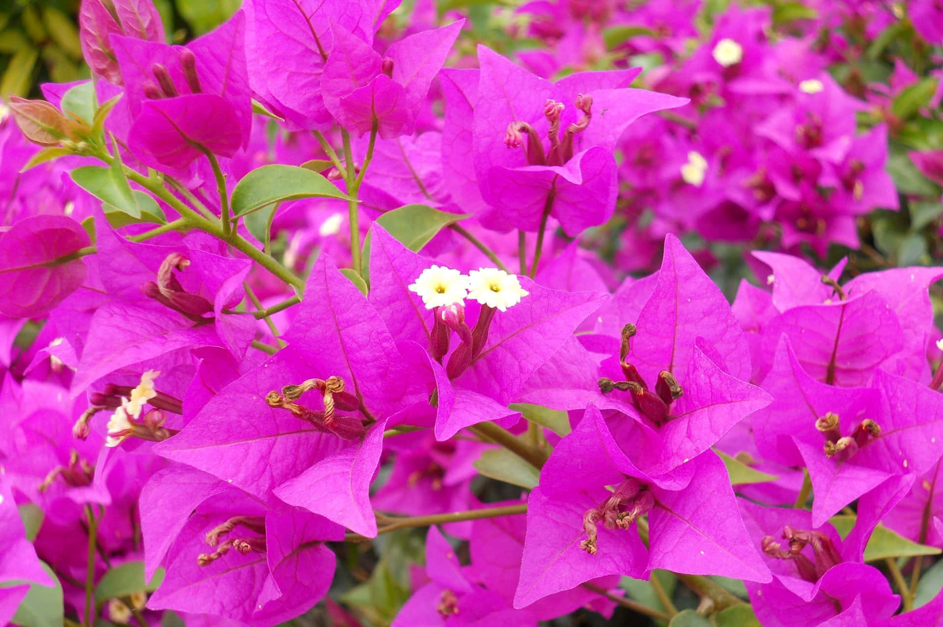The Colorful Bougainvillea Cascades in a beautiful display