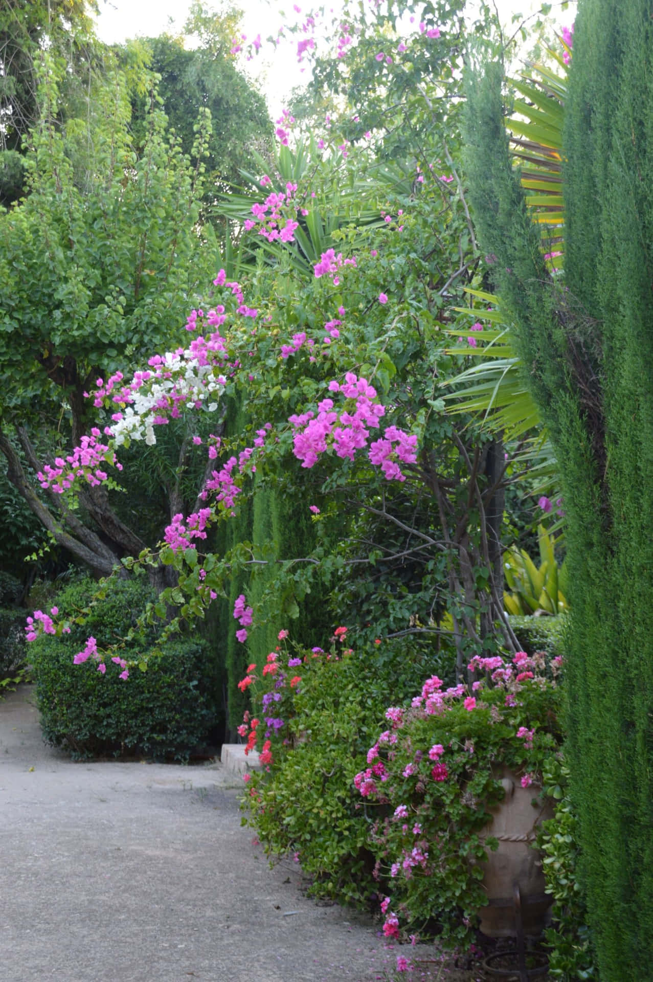 Färggladskönhet - Bougainvillea Blomstrar