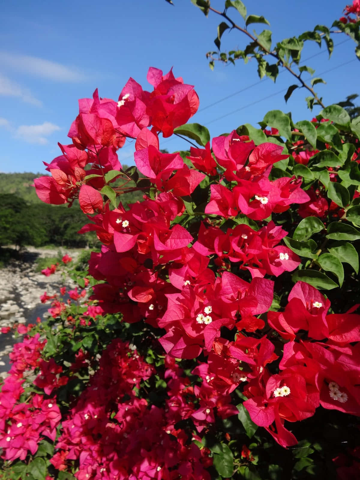 A vibrant and towering purple bougainvillea