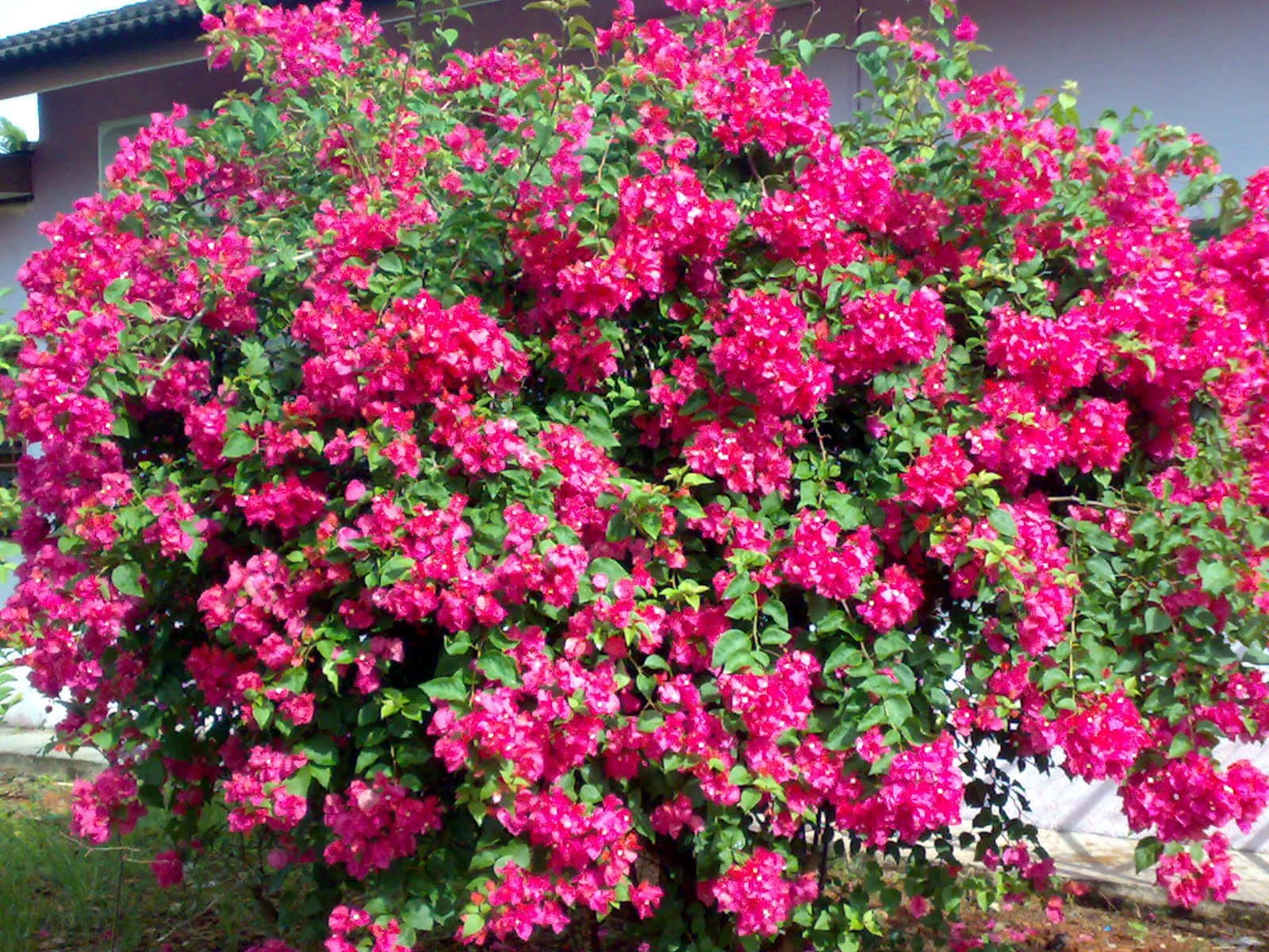 Download A Pink Flowering Bush In Front Of A House | Wallpapers.com