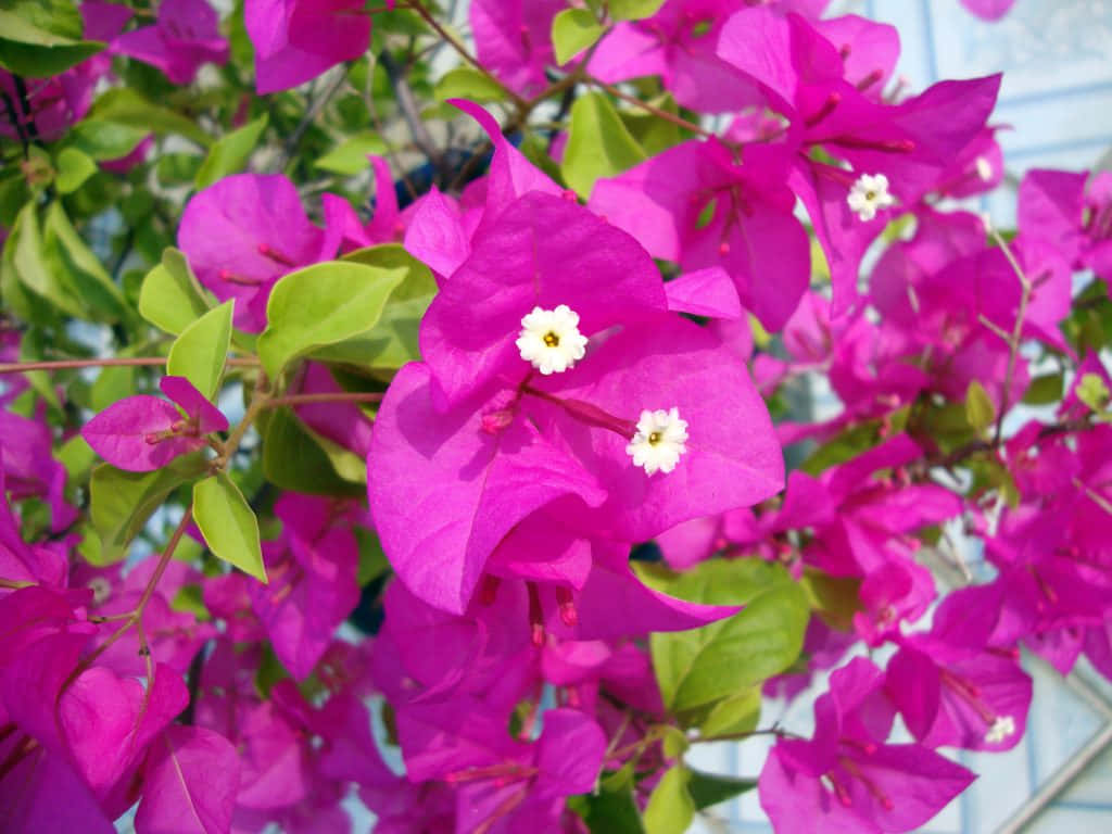 An Aesthetic Bougainvillea Plant with its Vibrant Flowers
