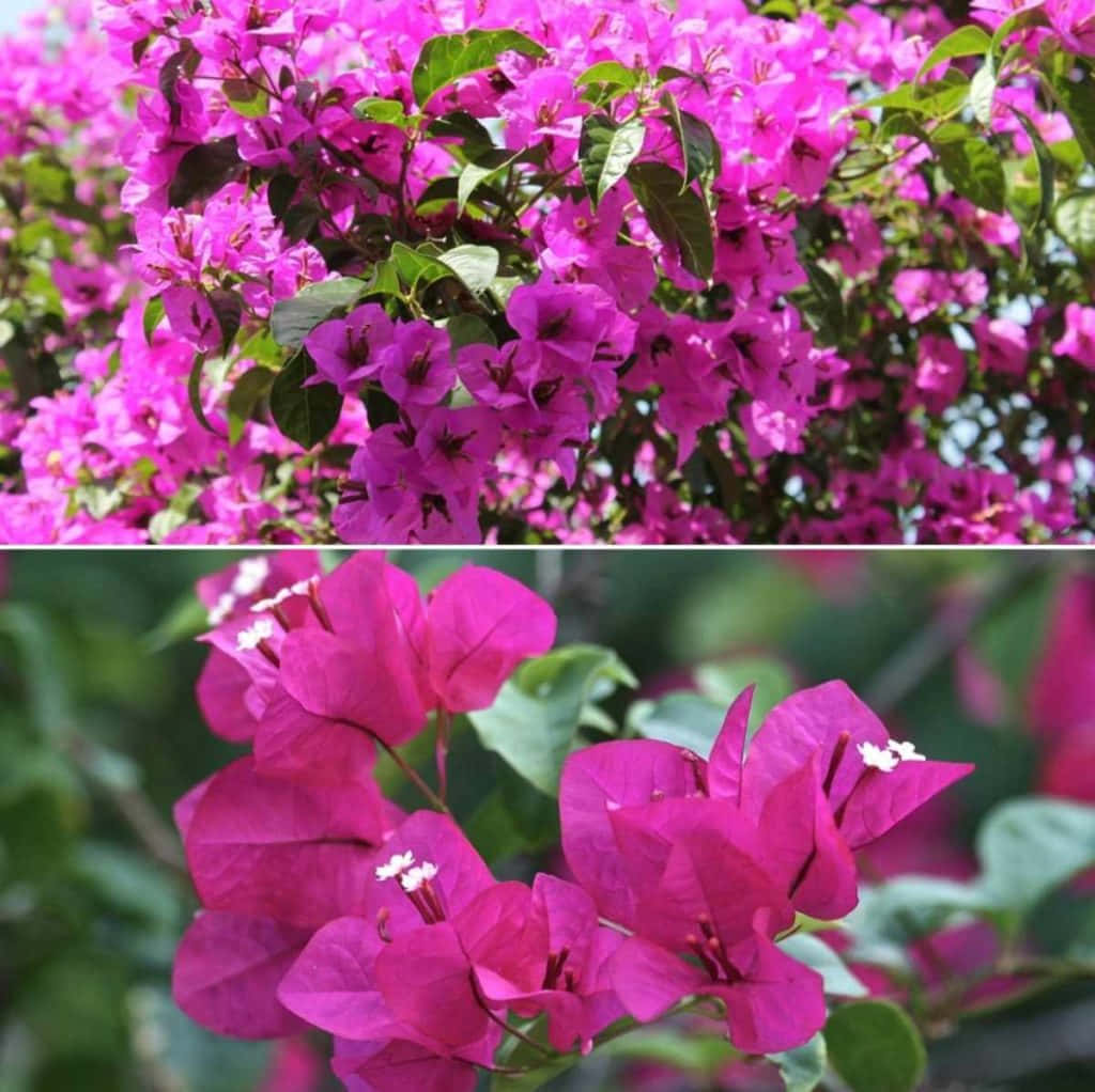 Etsmukt Bougainvillea-blomst I Nuancer Af Pink, Rød Og Hvid.