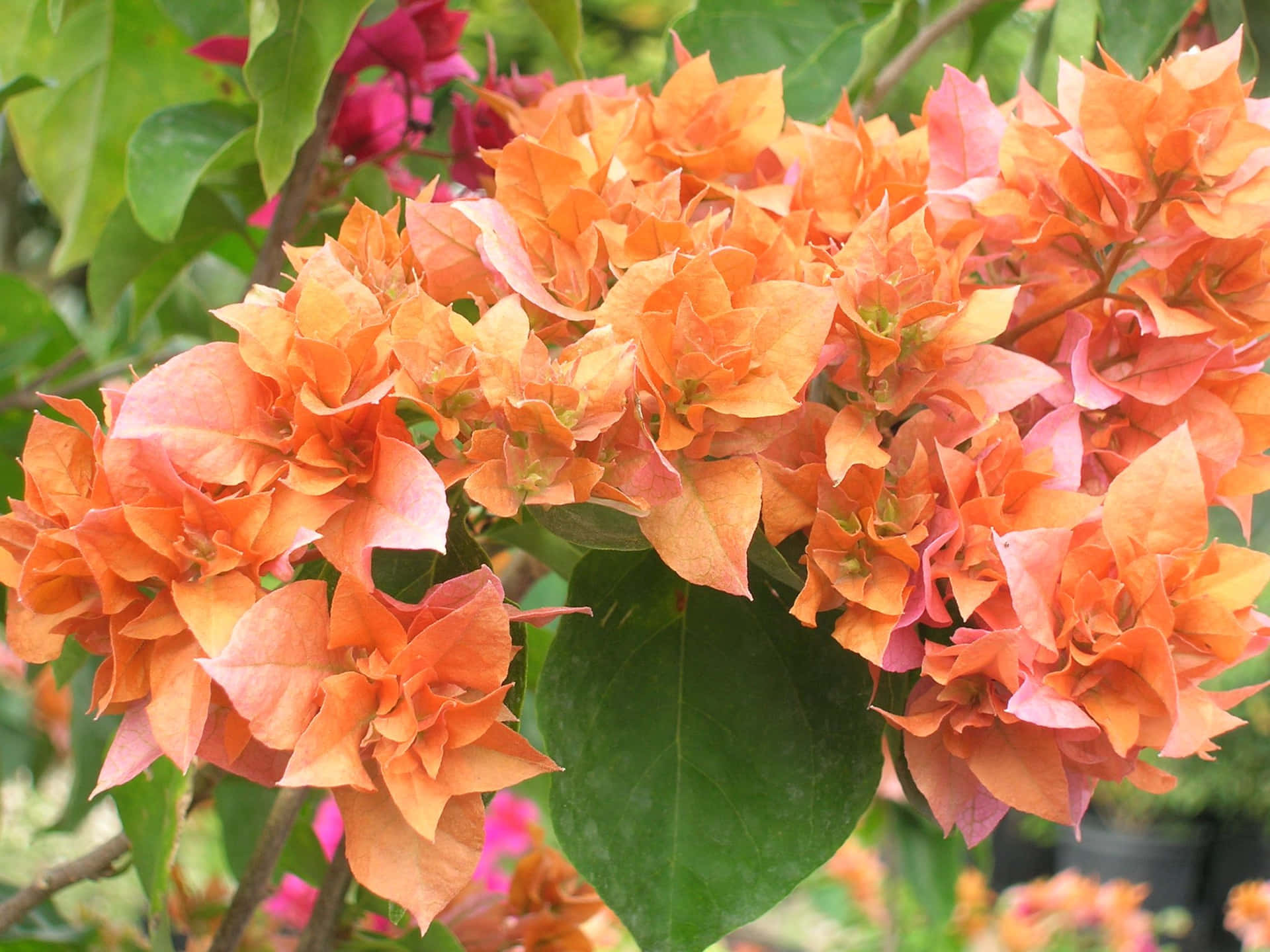 The Colorful Beauty of Bougainvillea