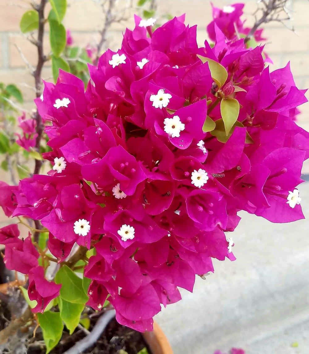 "Beautiful Bougainvillea Flowers in All Their Bold Colors"